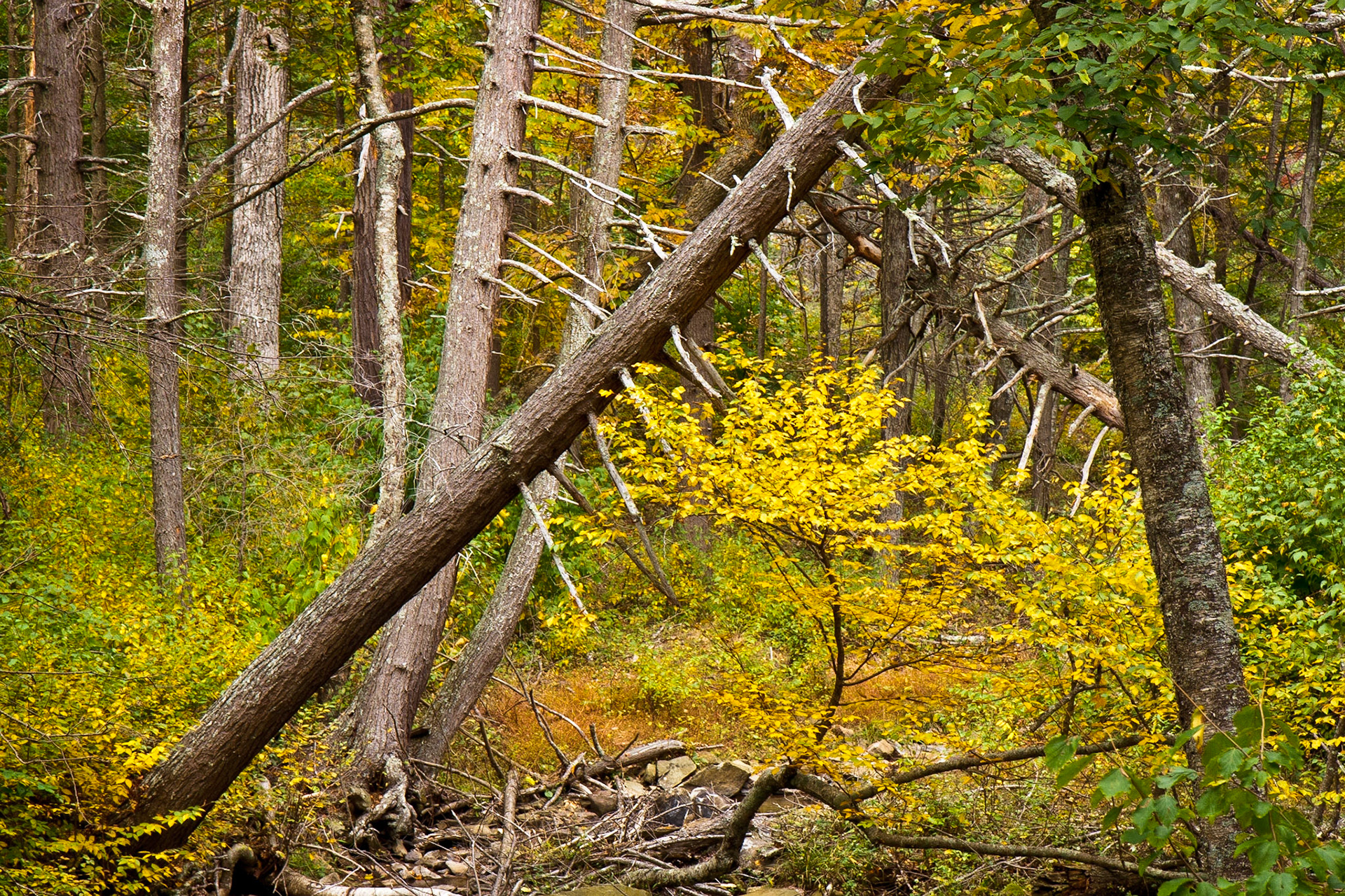 Shenandoah National Park, Virginia