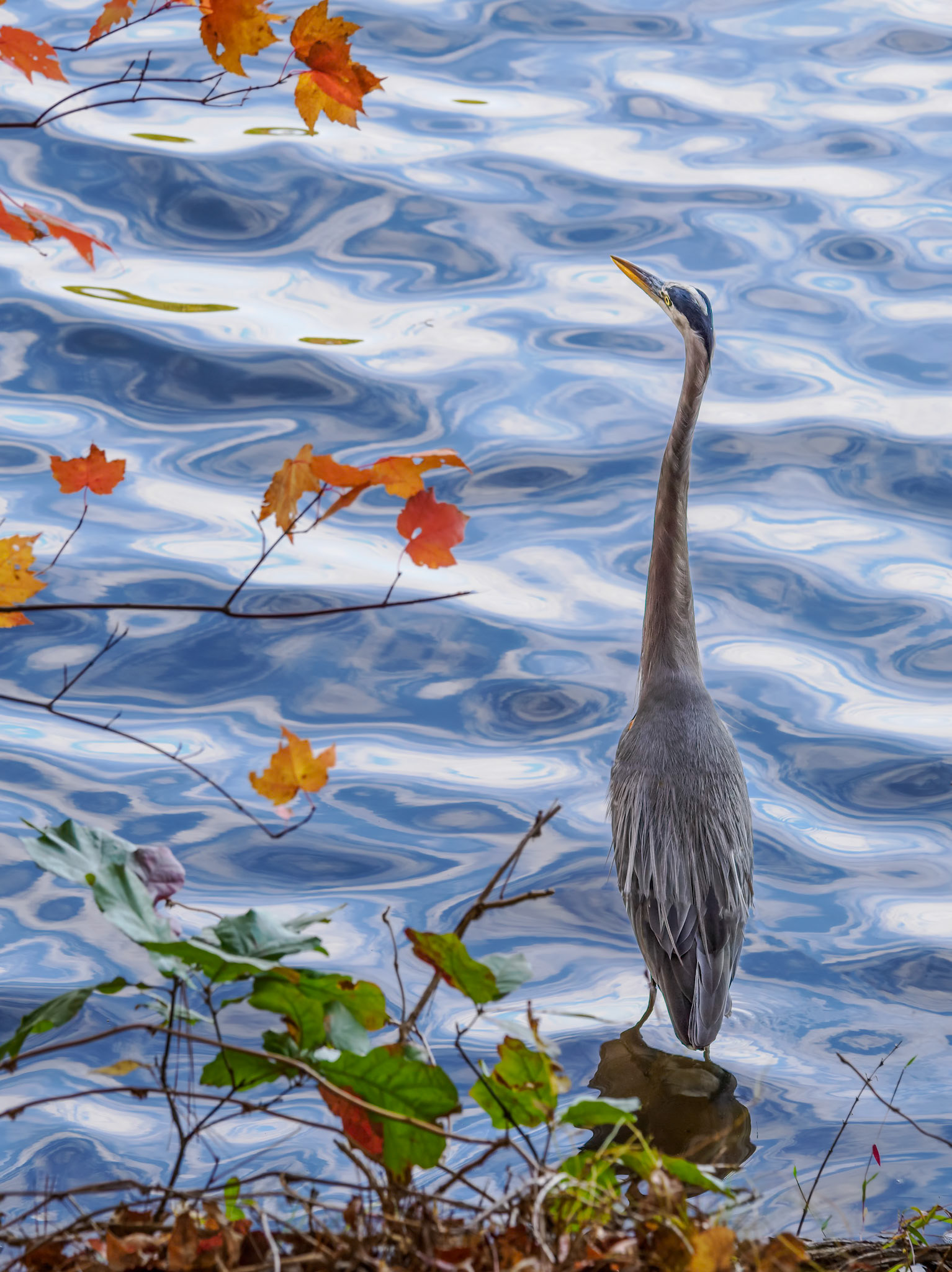 Lake Johnson, Raleigh, NC