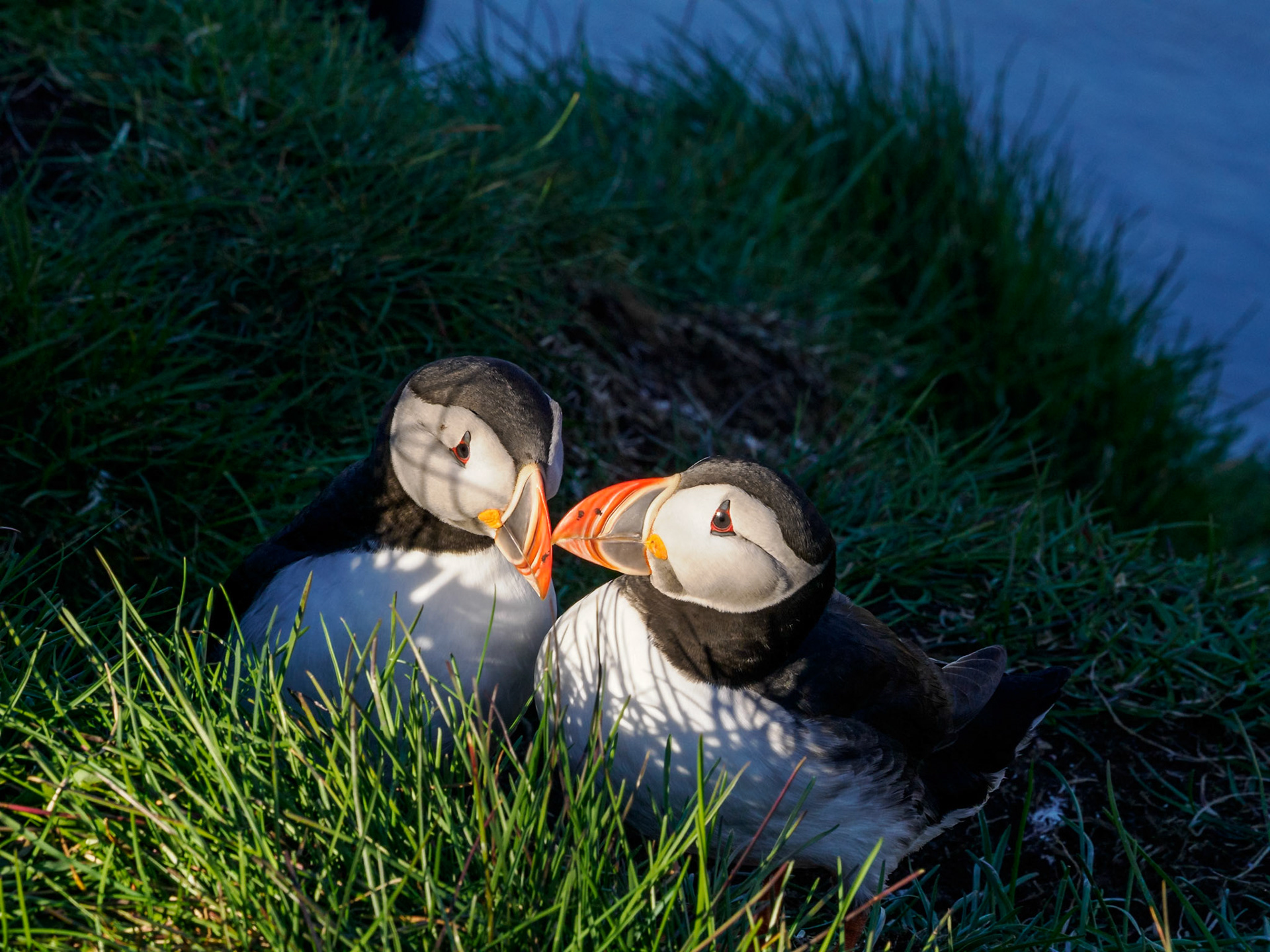Puffins in Borgarfjörður