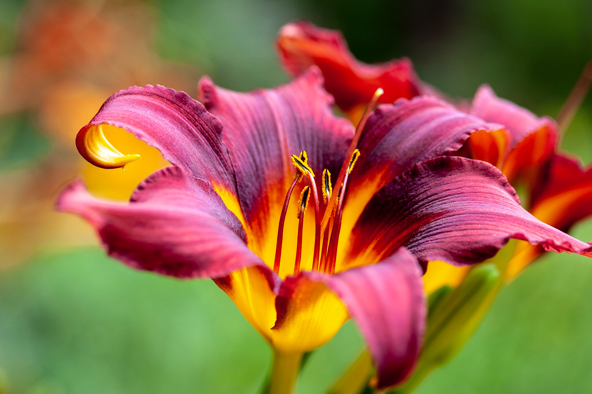 Daylily