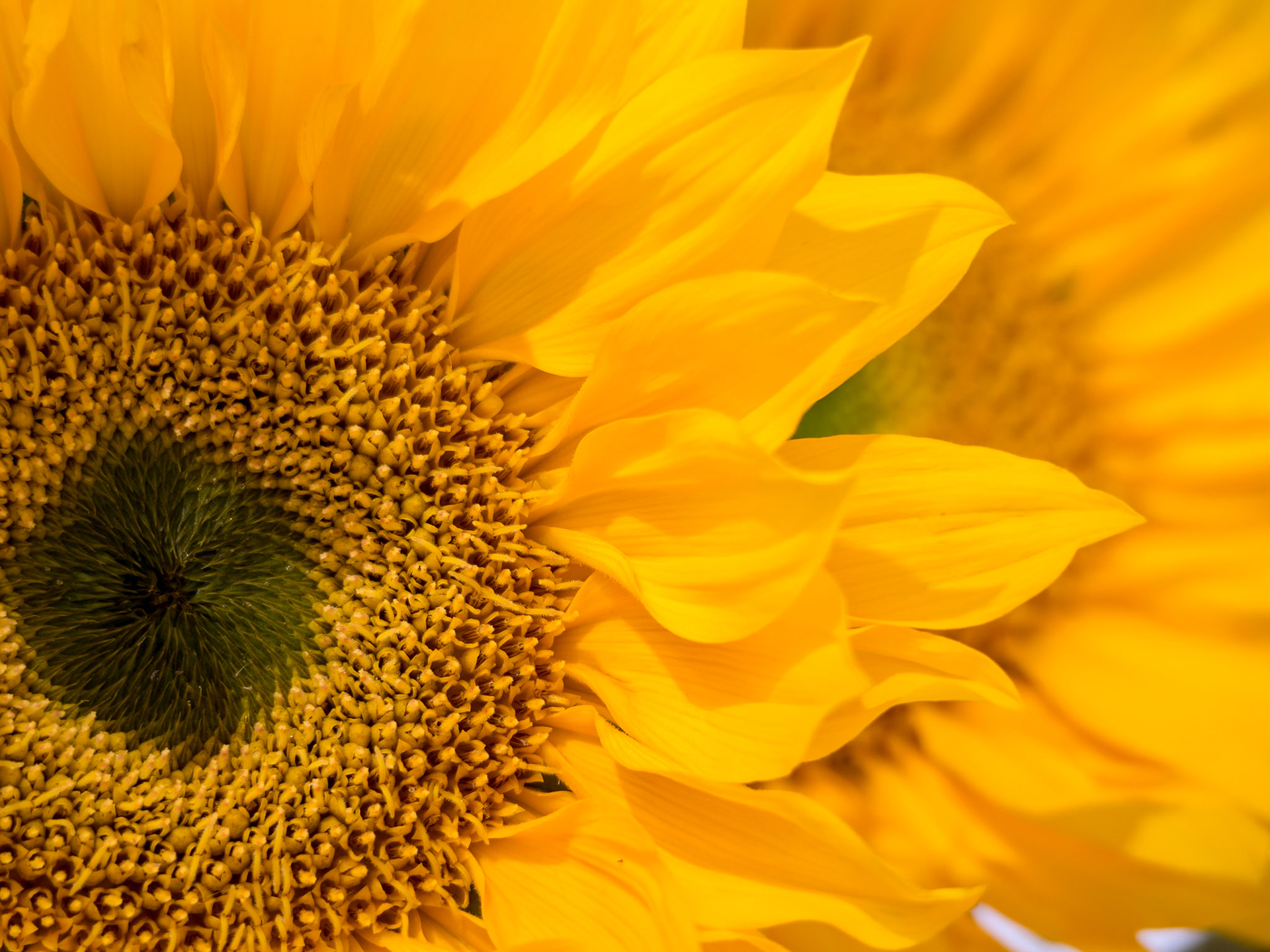 Sunflower Detail