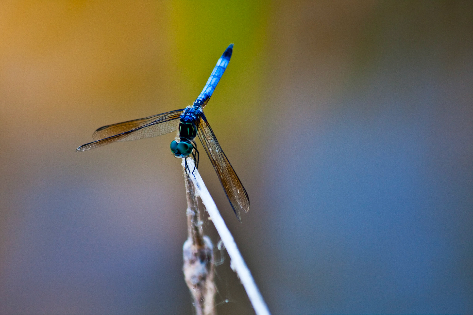 Lake Mattamuskeet, North Carolina
