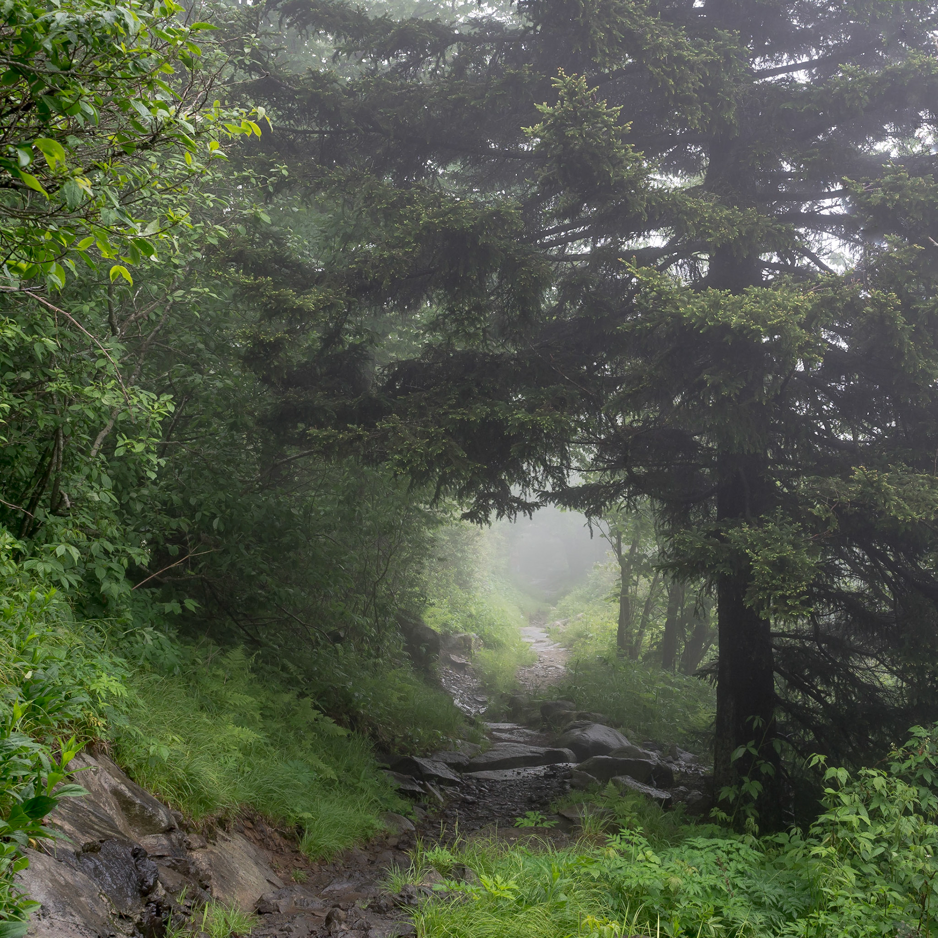Forney Ridge Trail, Great Smoky Mountains National Park