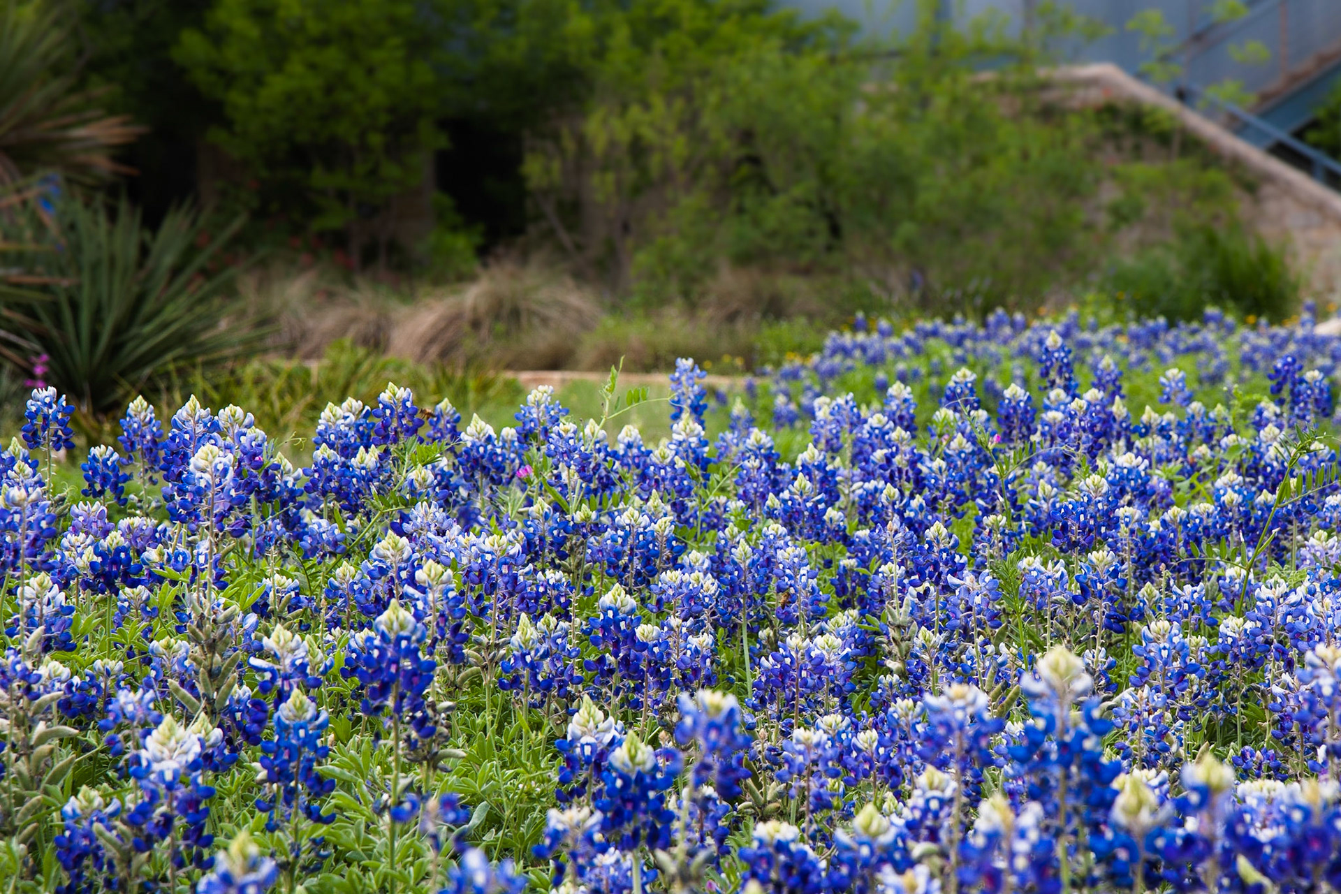 Bluebonnets