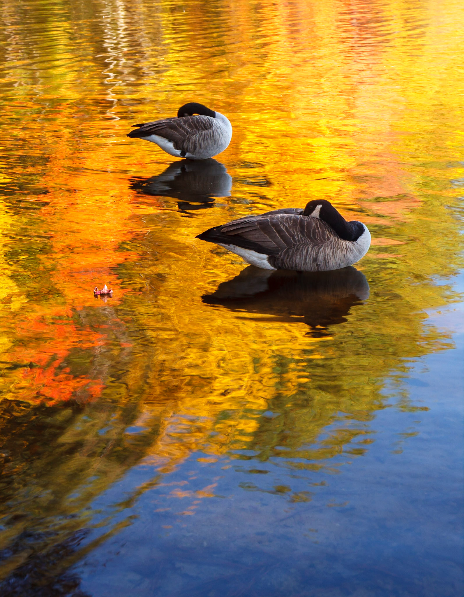 Raleigh, North Carolina