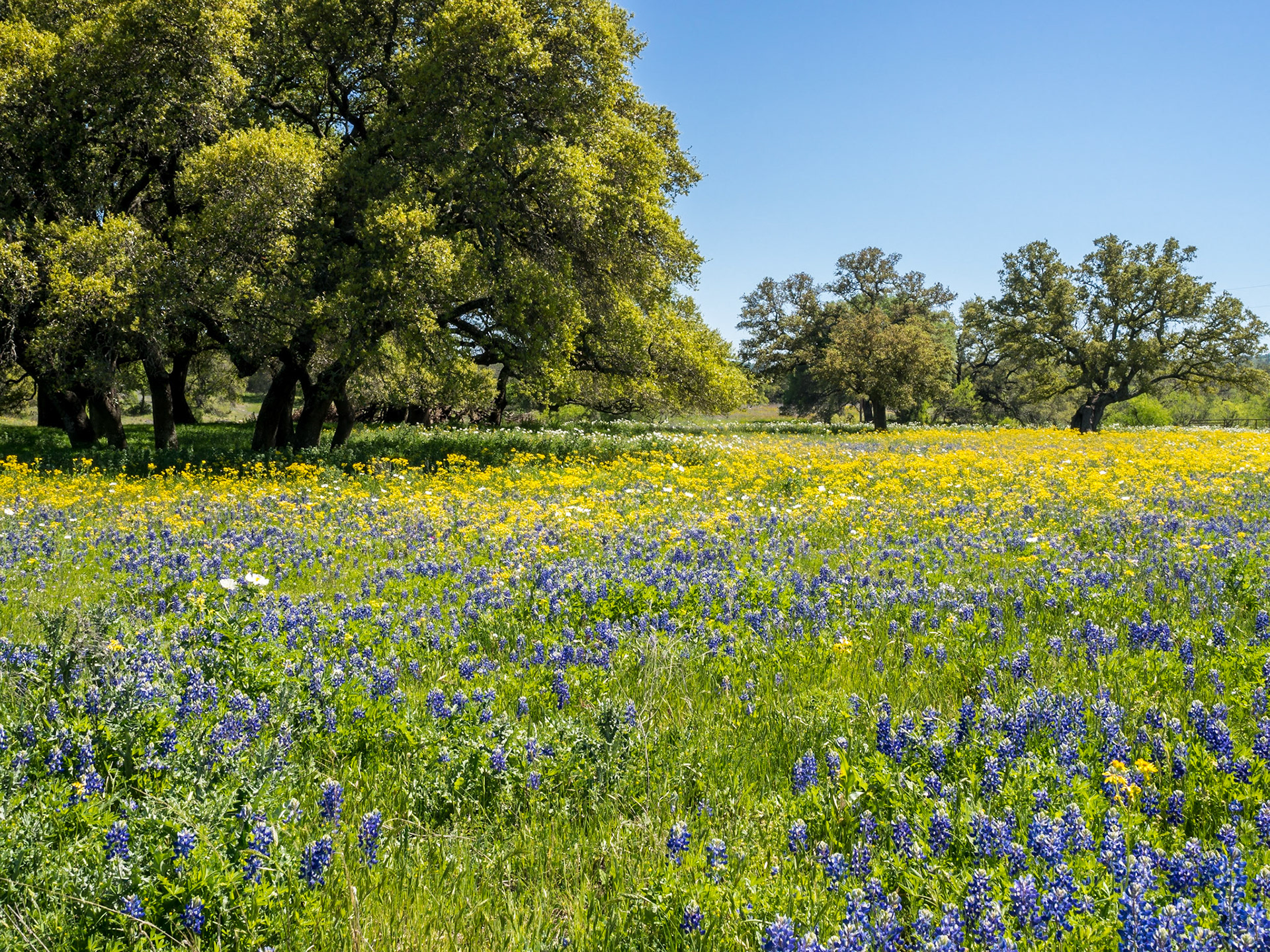 Willow City Loop Wildflowers