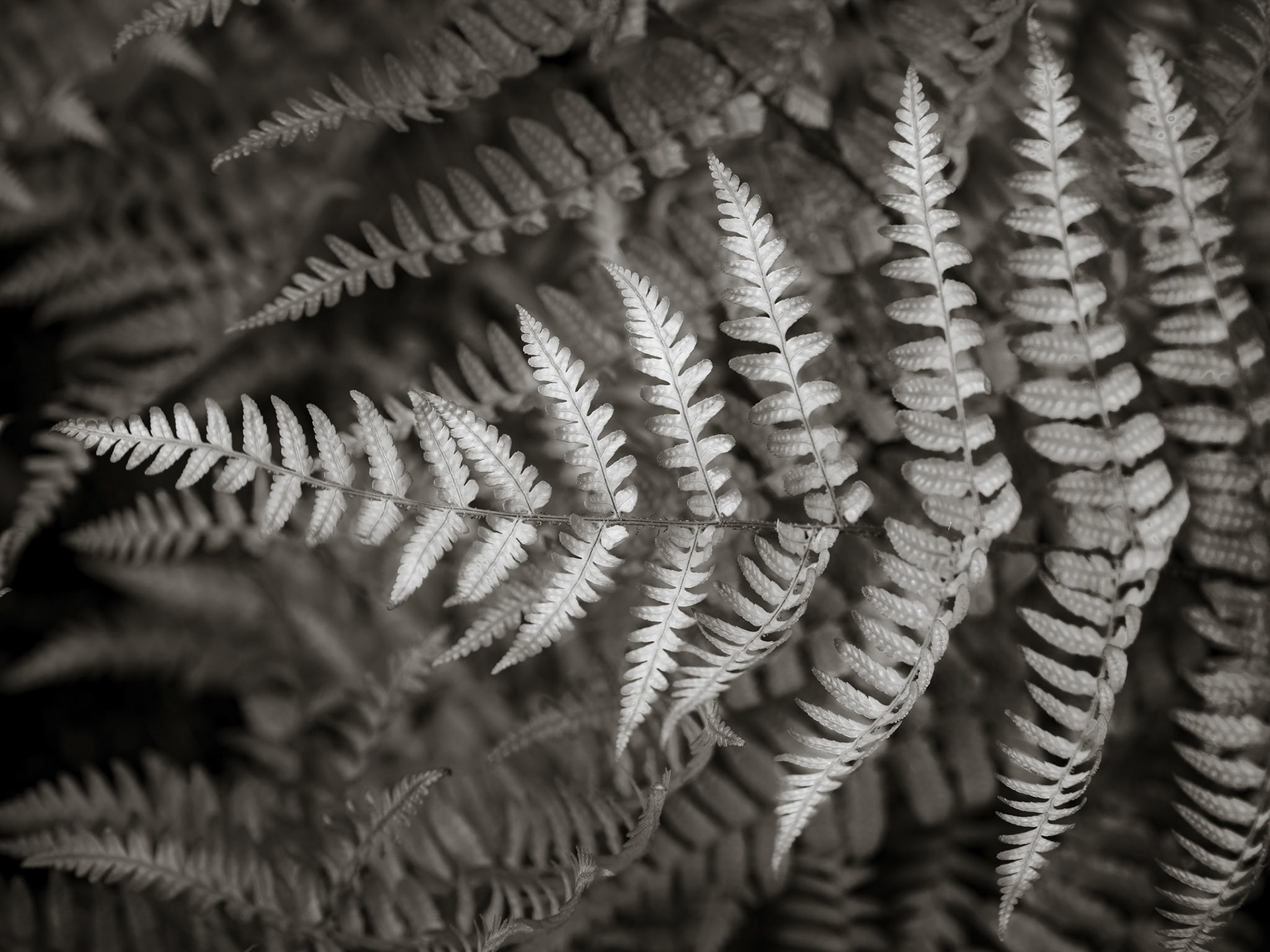 Fern
