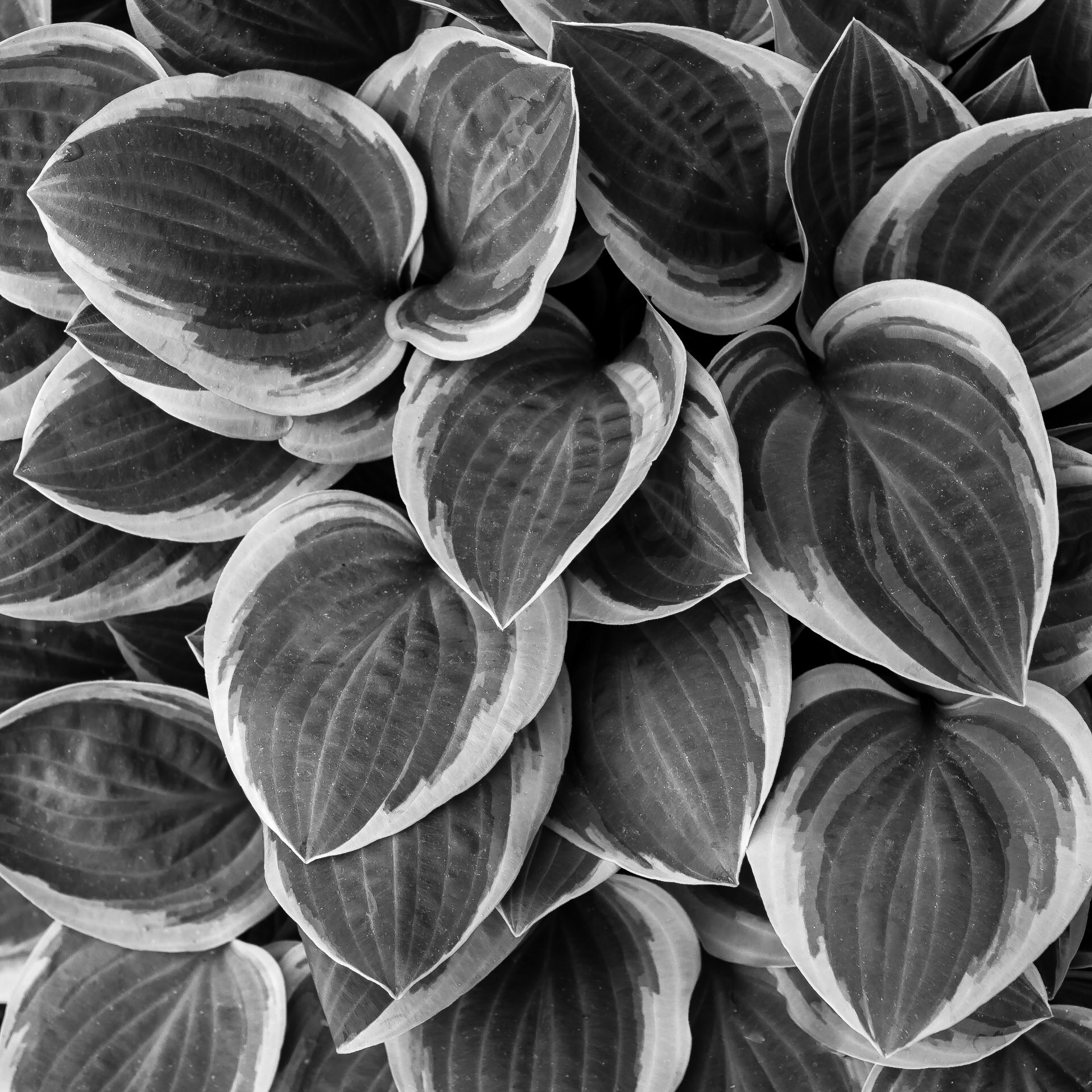 Varigated hosta