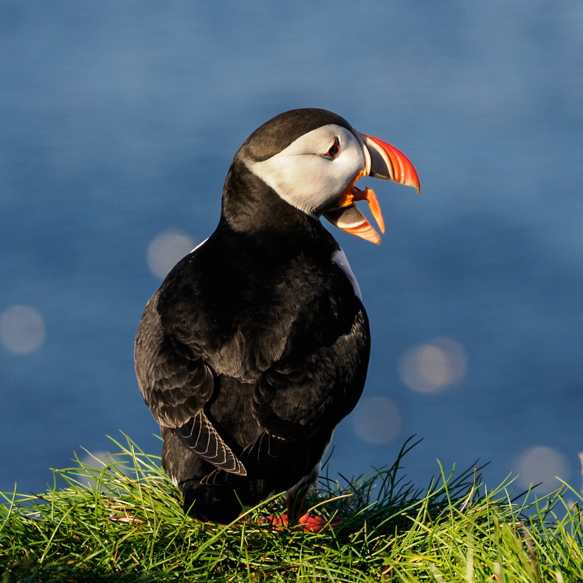 Puffins in Borgarfjörður