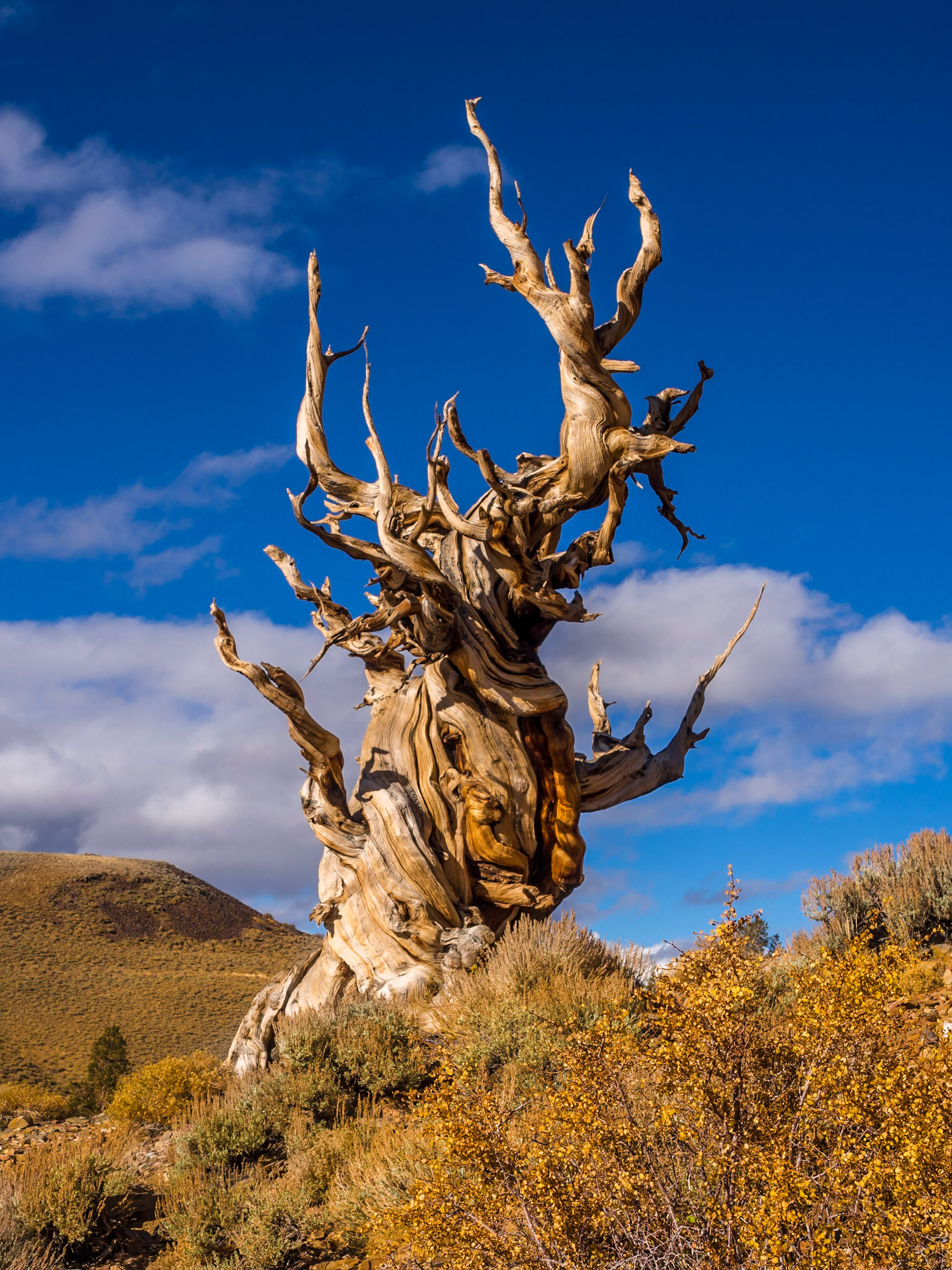 Ancient Bristlecone Pine Forest, California
