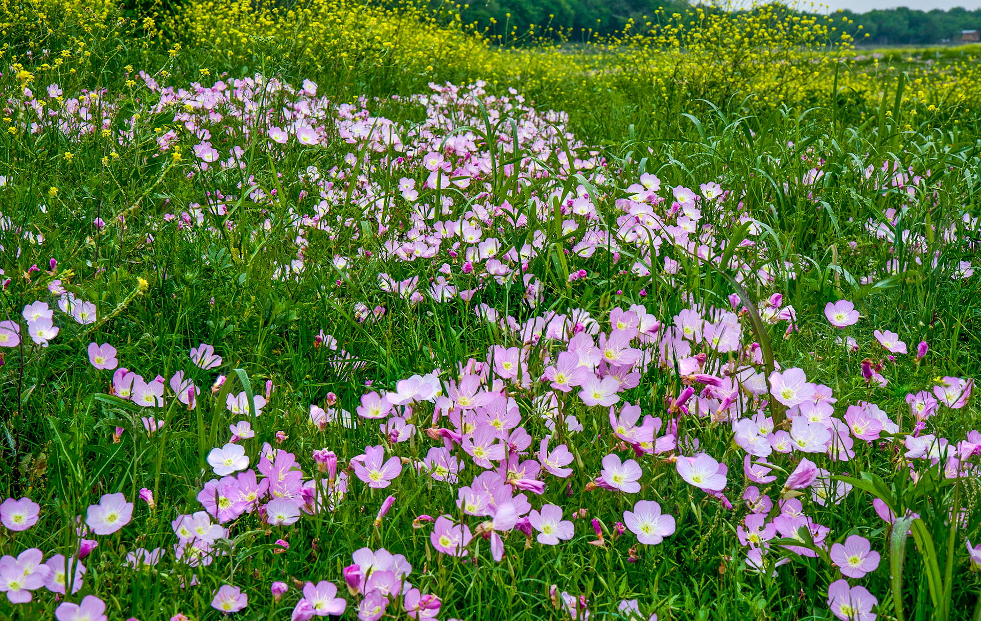 Pink Poppies