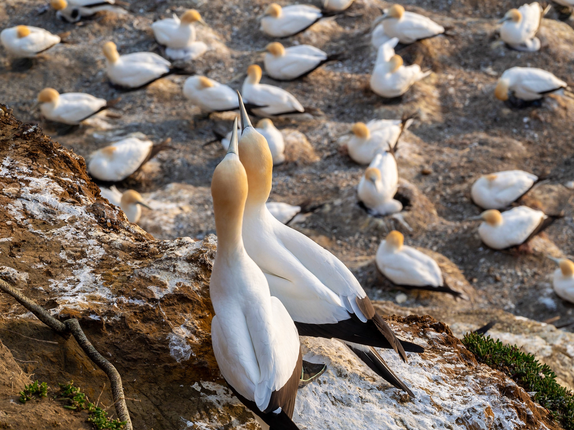 Muriwai Gannet Colony, New Zealand