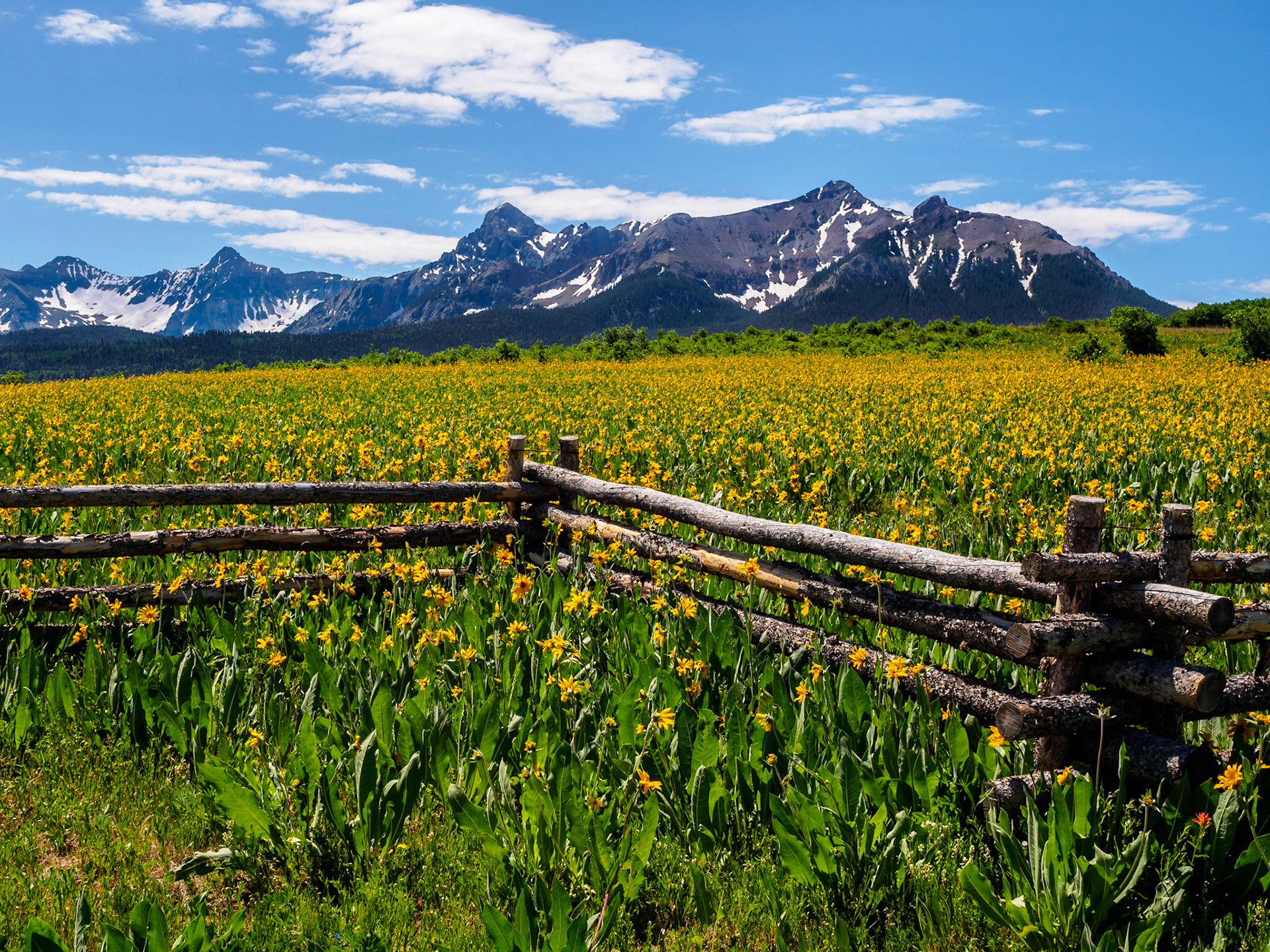 Wildflowers on Last Dollar Road