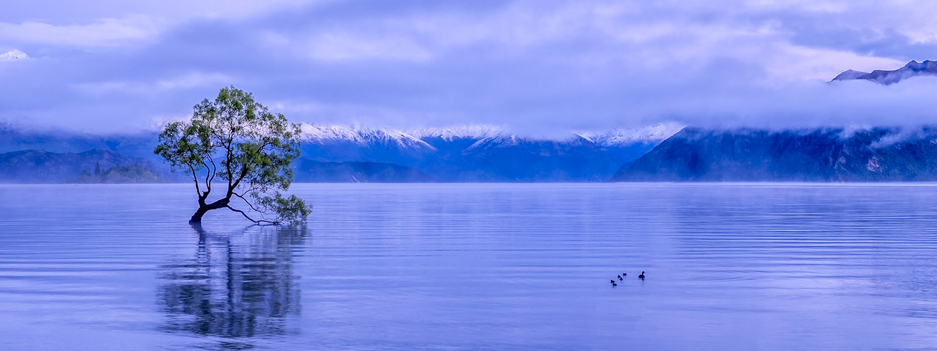 Wanaka Tree Blue Hour
