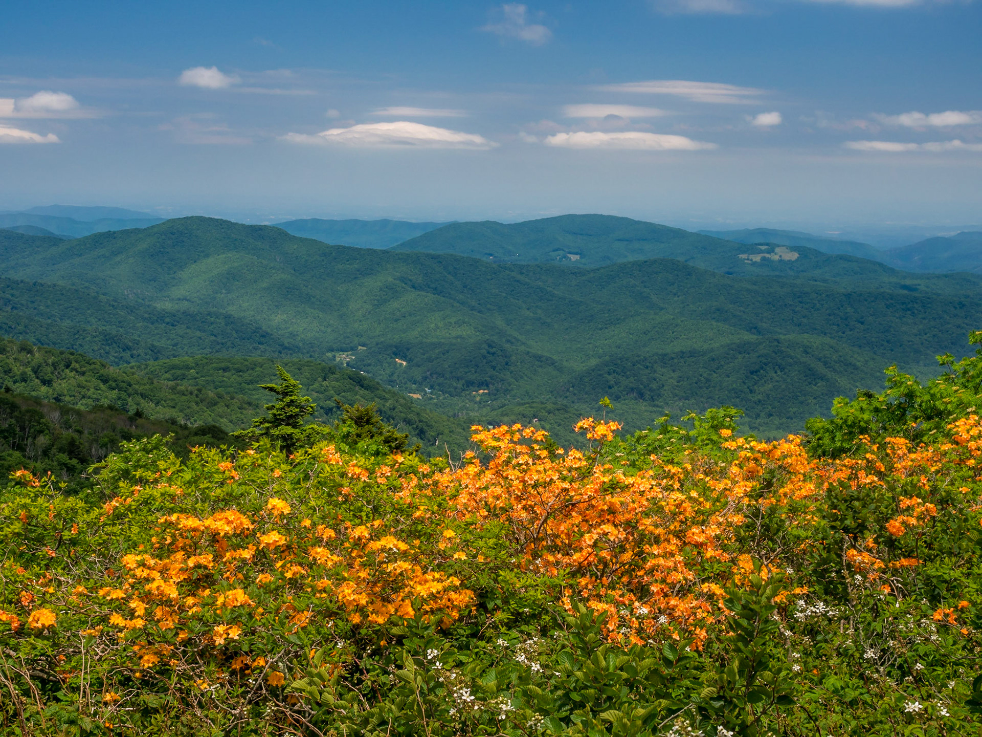 Flame Azaleas near Jane Bald