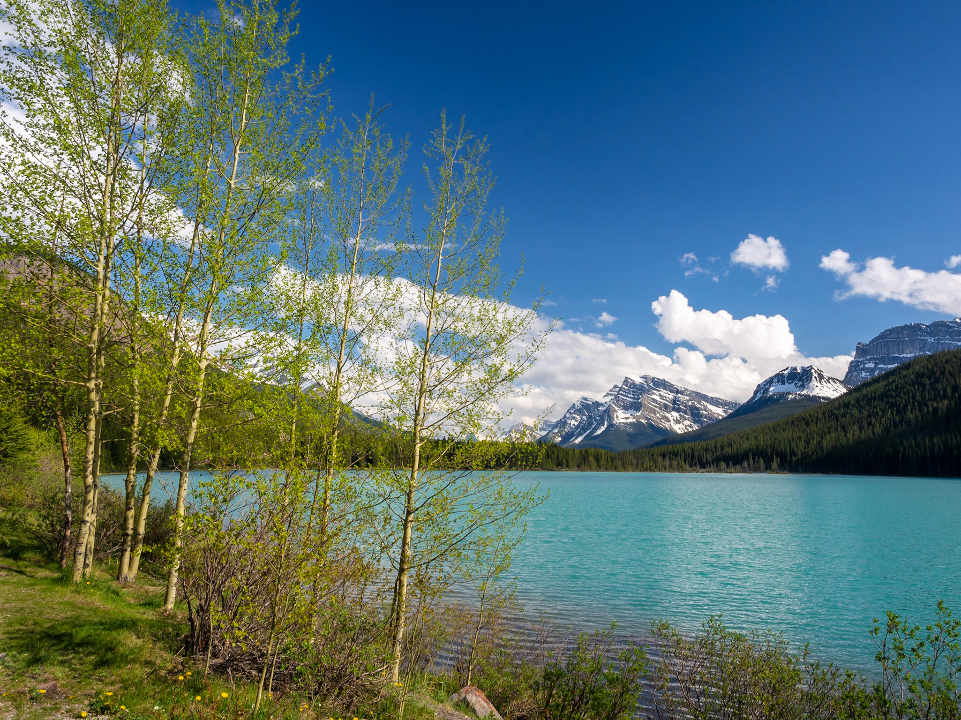 Waterfowl Lakes