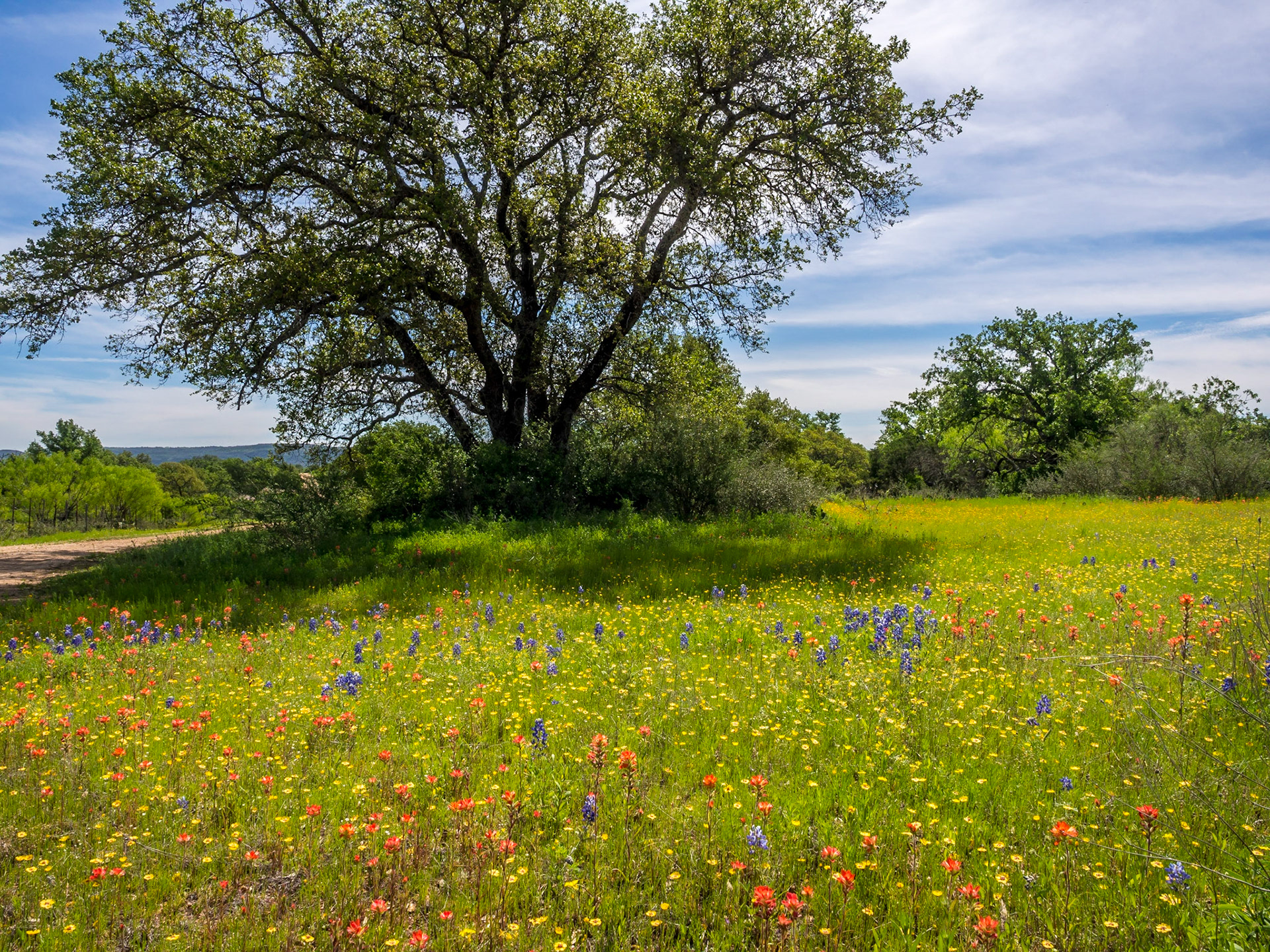 Wildflowers on Highway 16