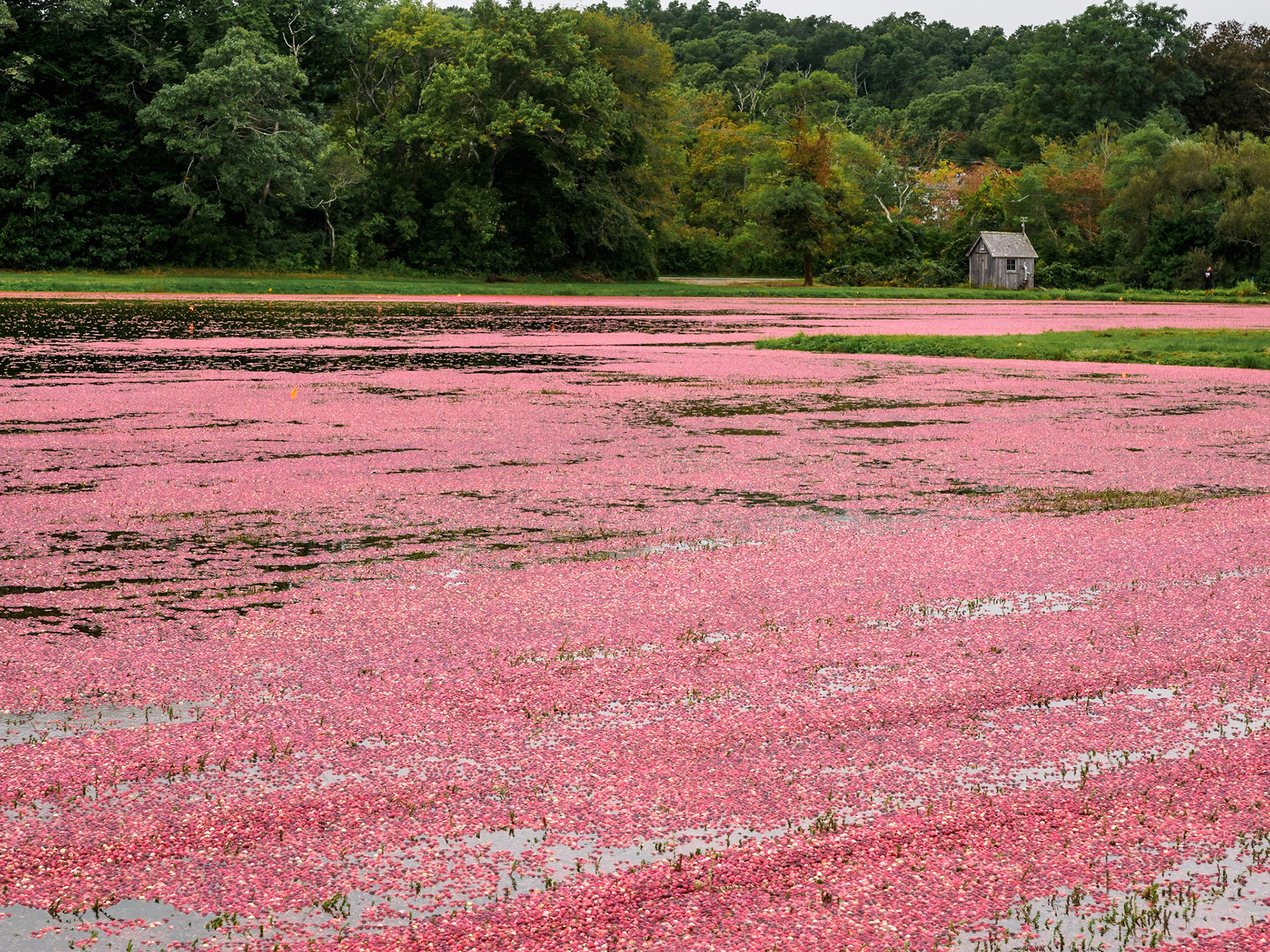 Floating Cranberries