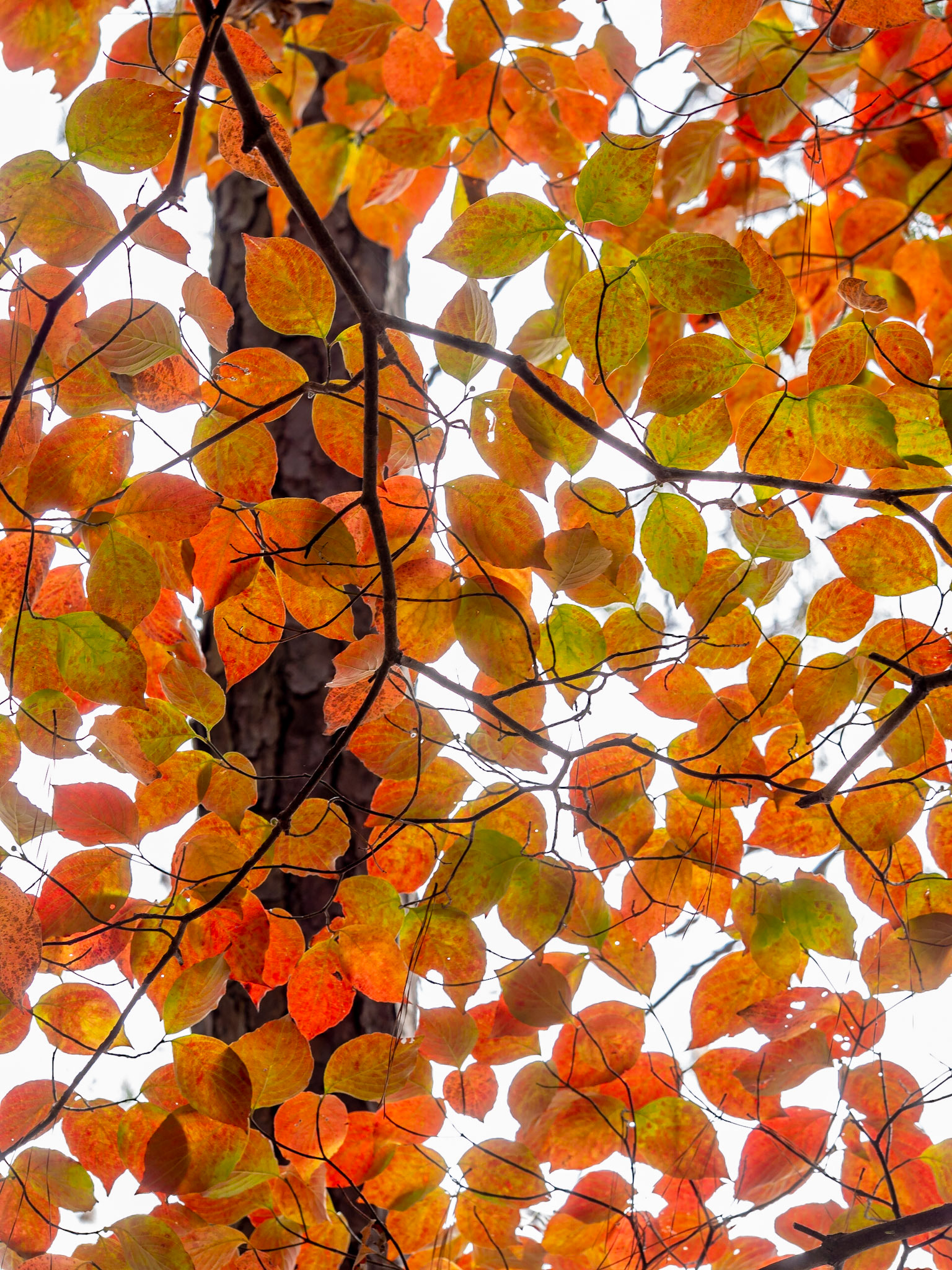 Raleigh, North Carolina