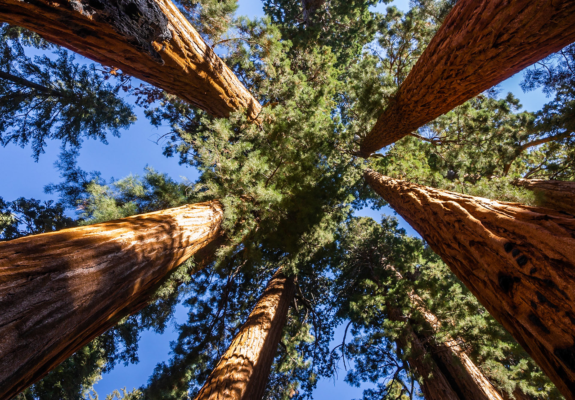 Bug's-eye View of the Senate, Sequoia National Park
