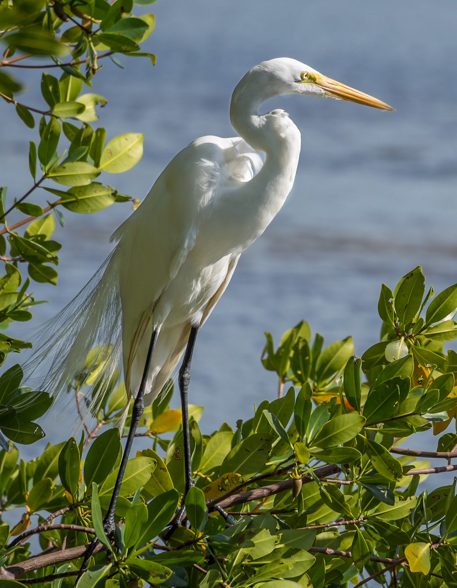 Ding Darling National Wildlife Reserve, Florida