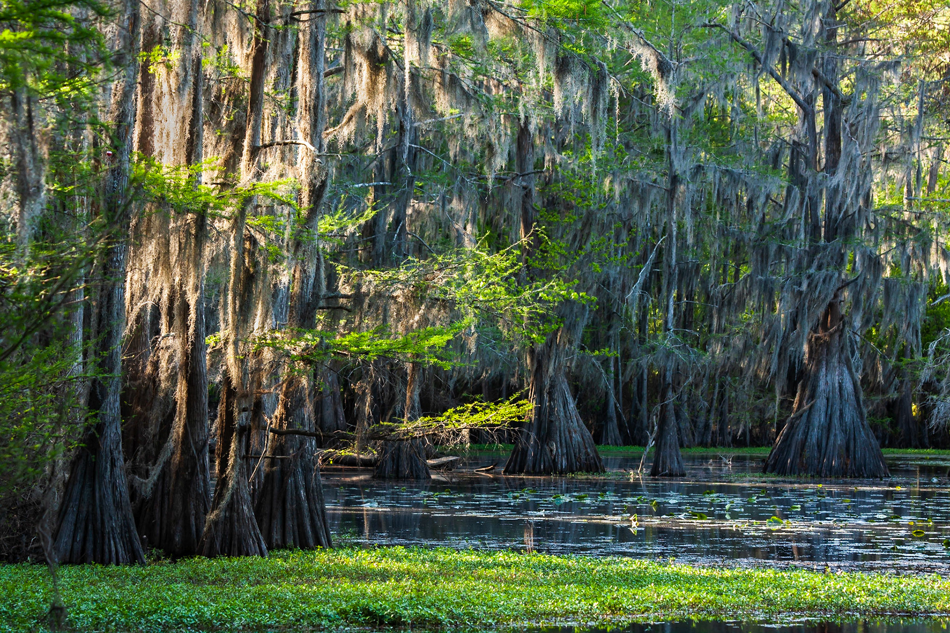 Caddo Lake State Park, Texas