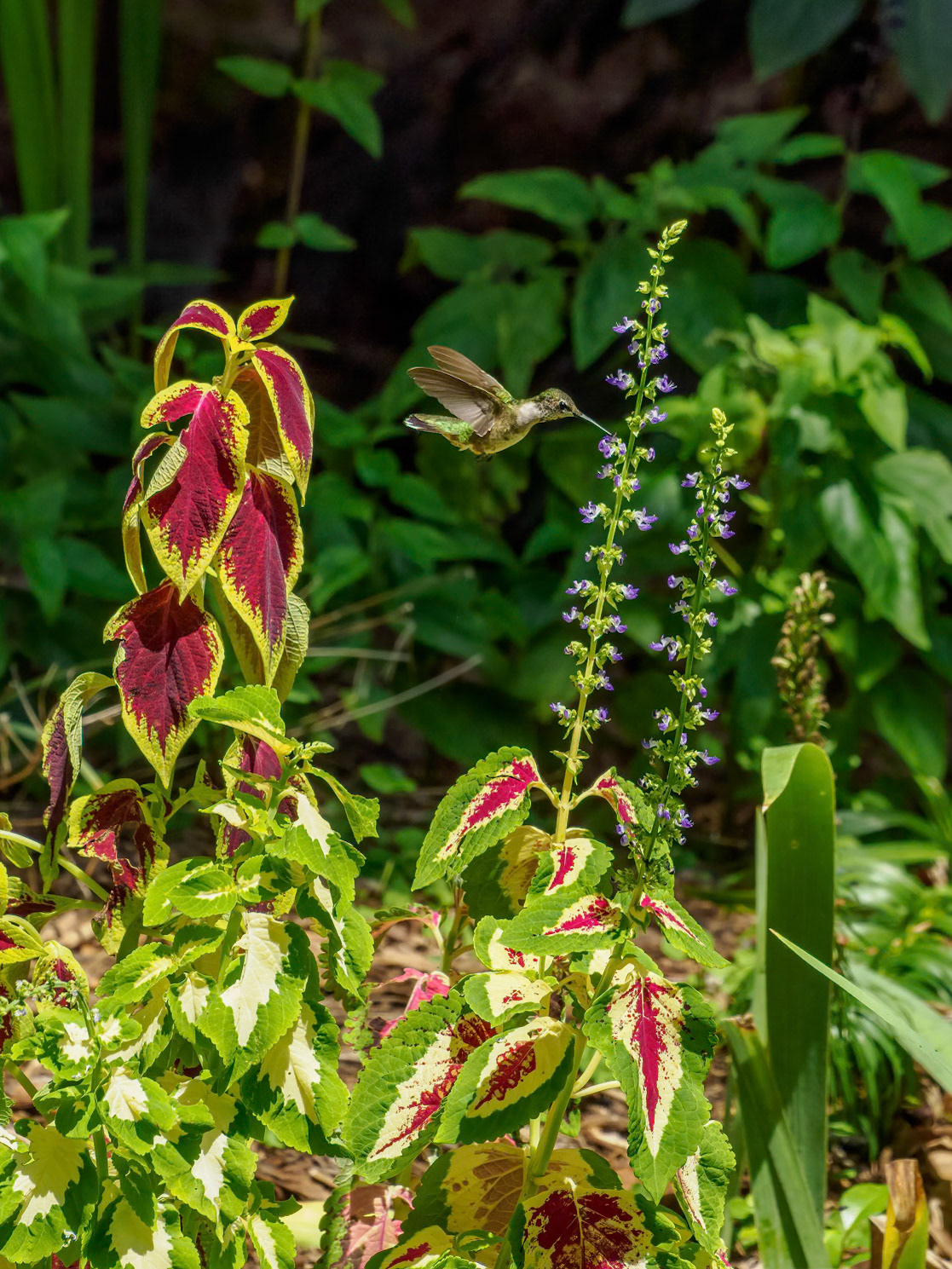 Trying the Coleus