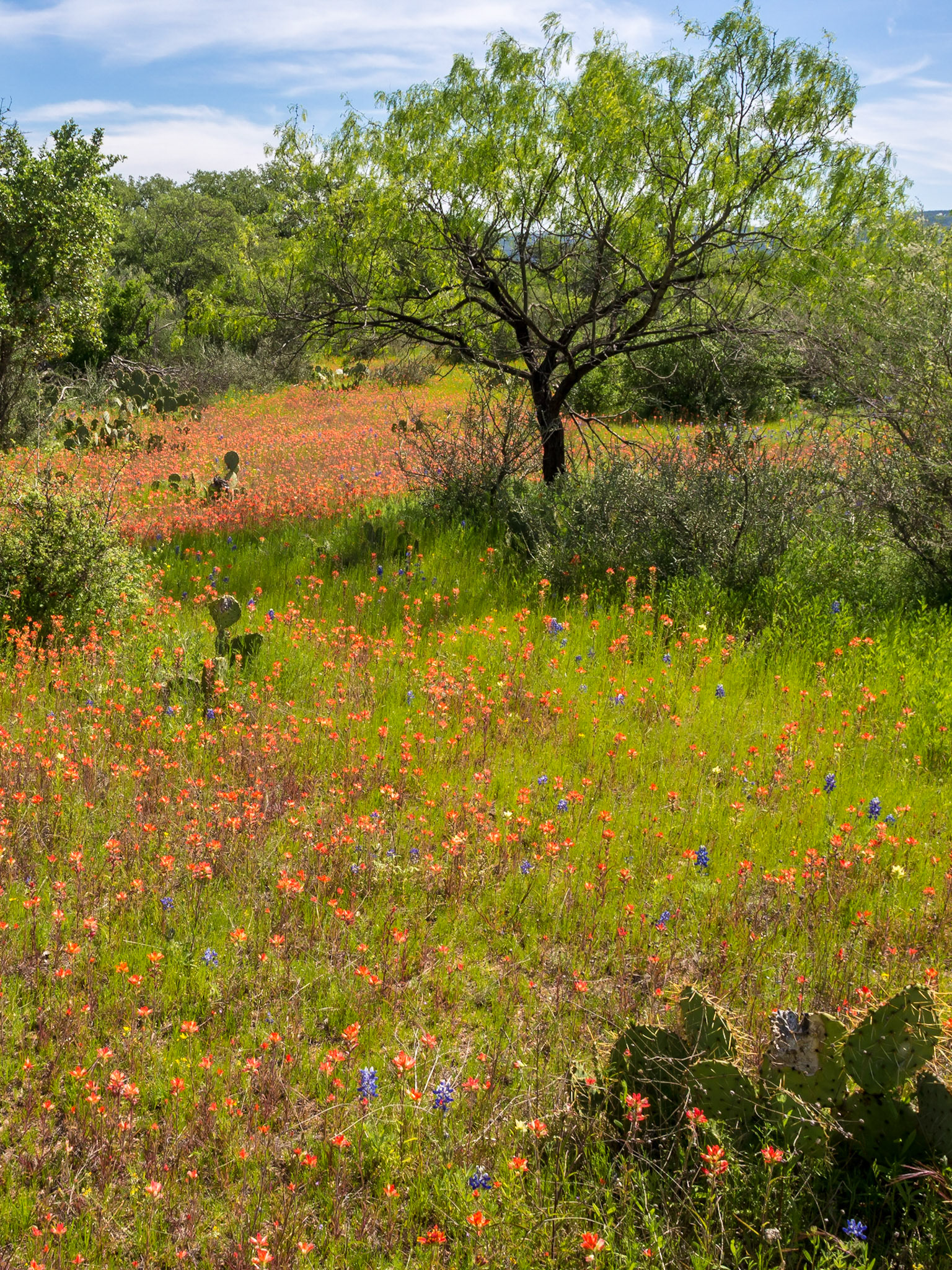 More Willow City Wildflowers