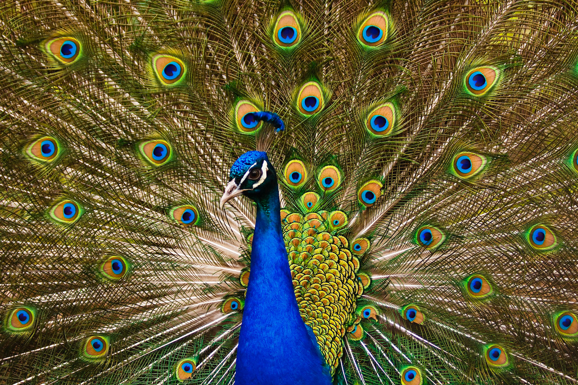 Indian Blue Peacock