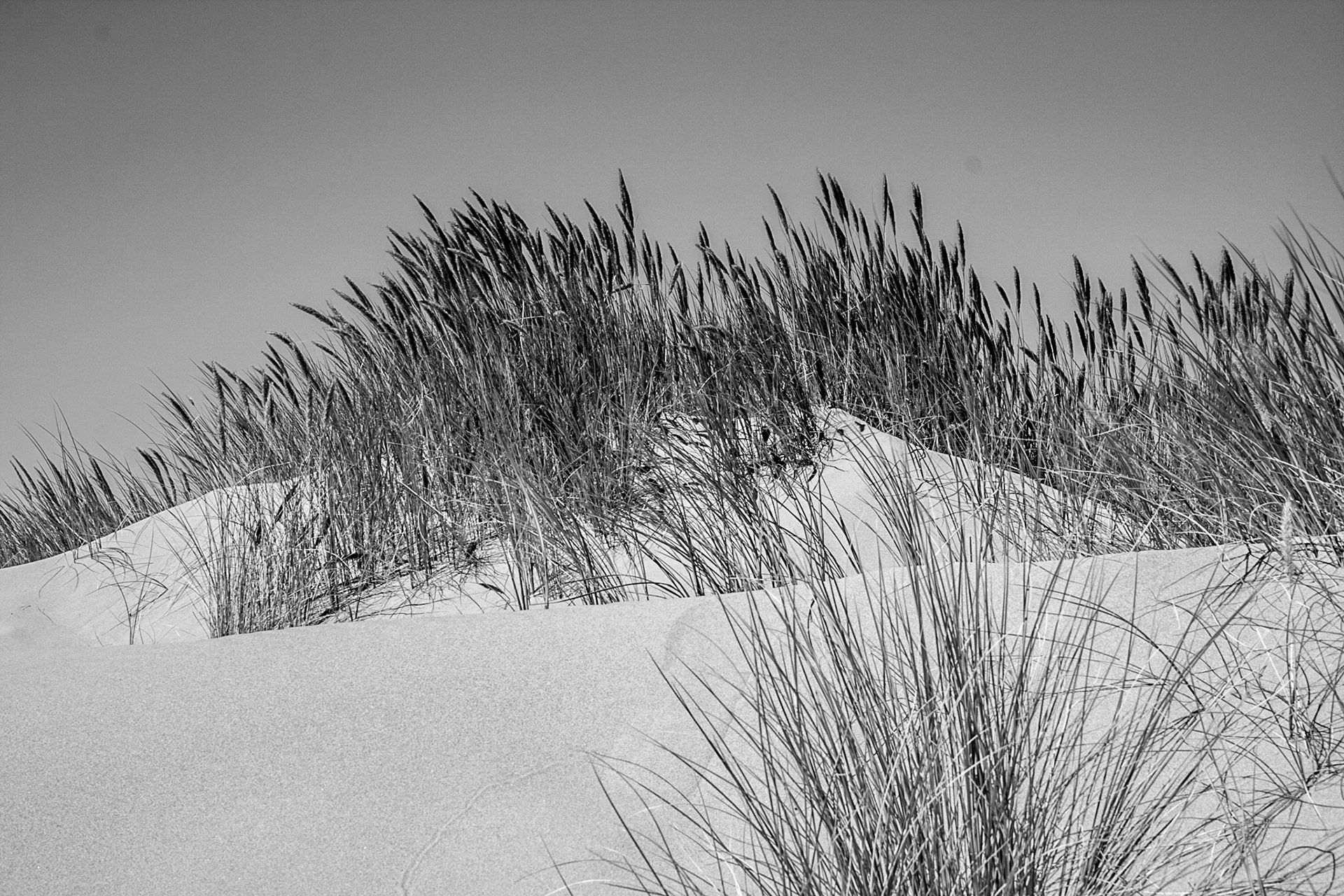 Oregon Dunes