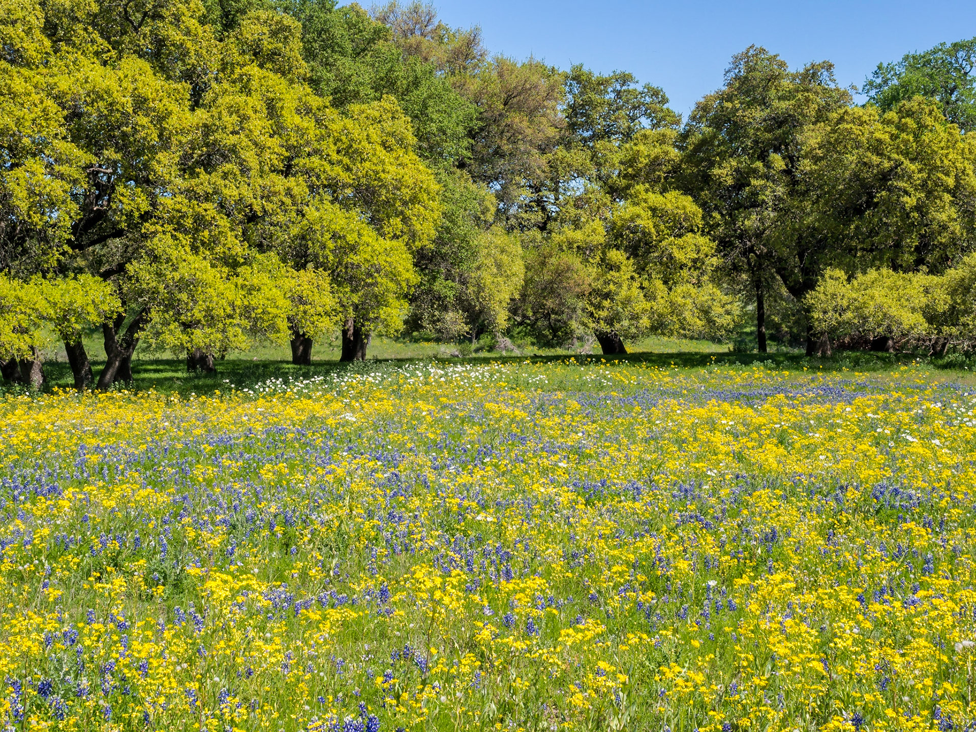 Yellow and Blue Field