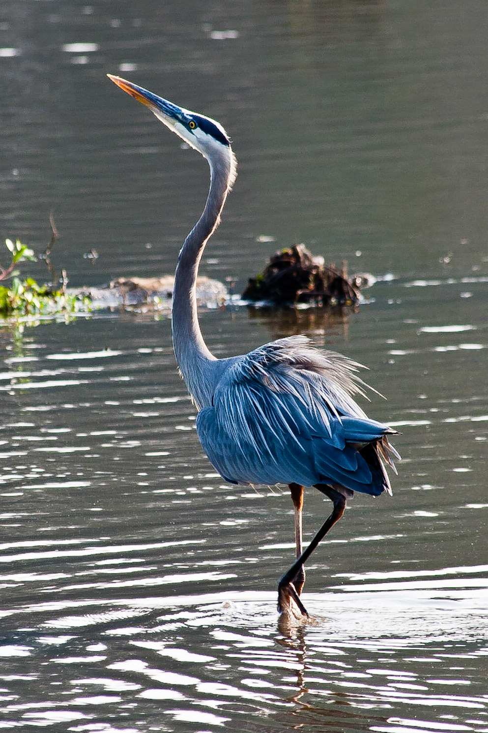 GreatBlueHeron_6301_framed