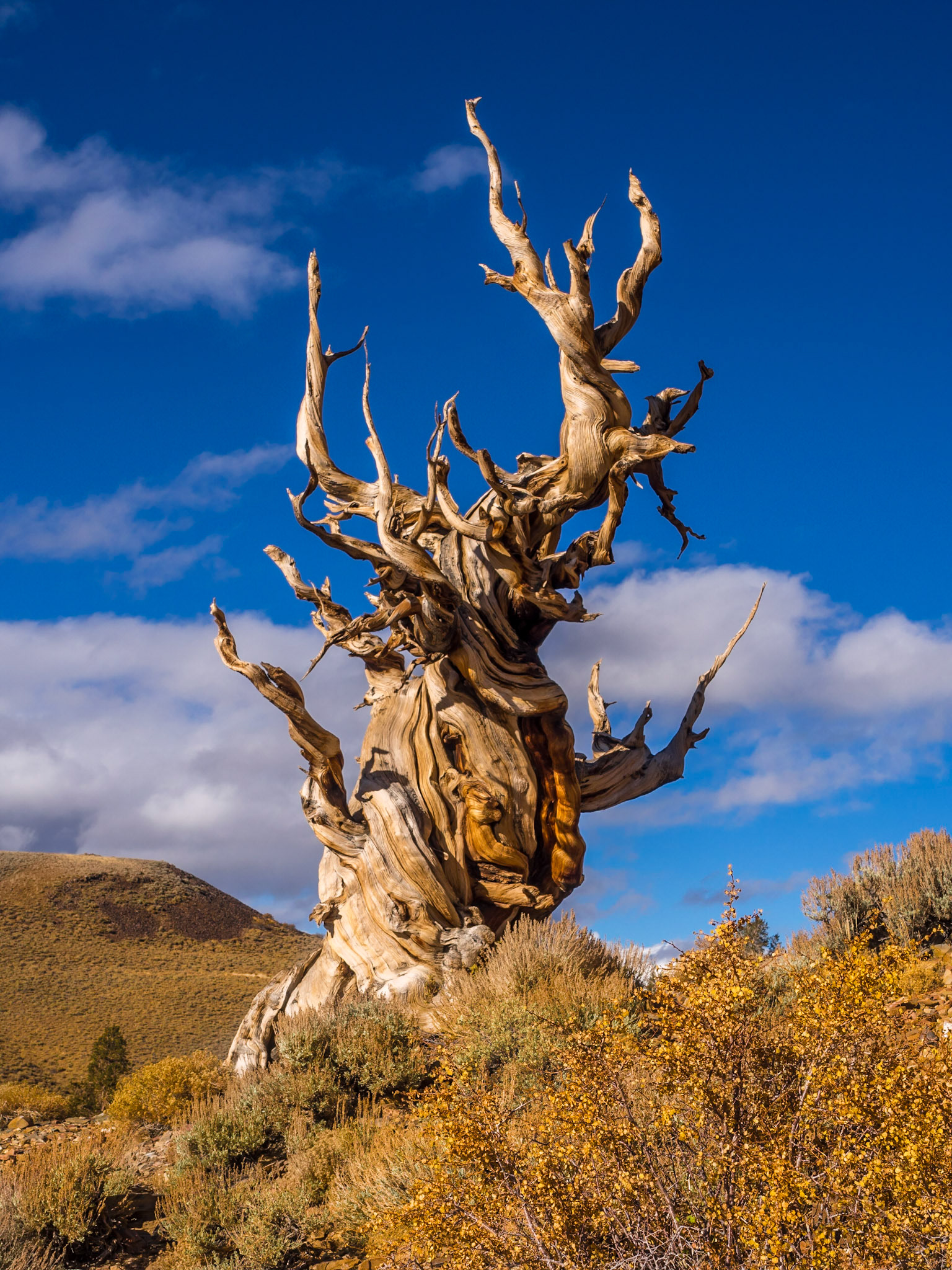 Ancient Tree - Seems to be smiling and saying, "Hey, you looking at me?"