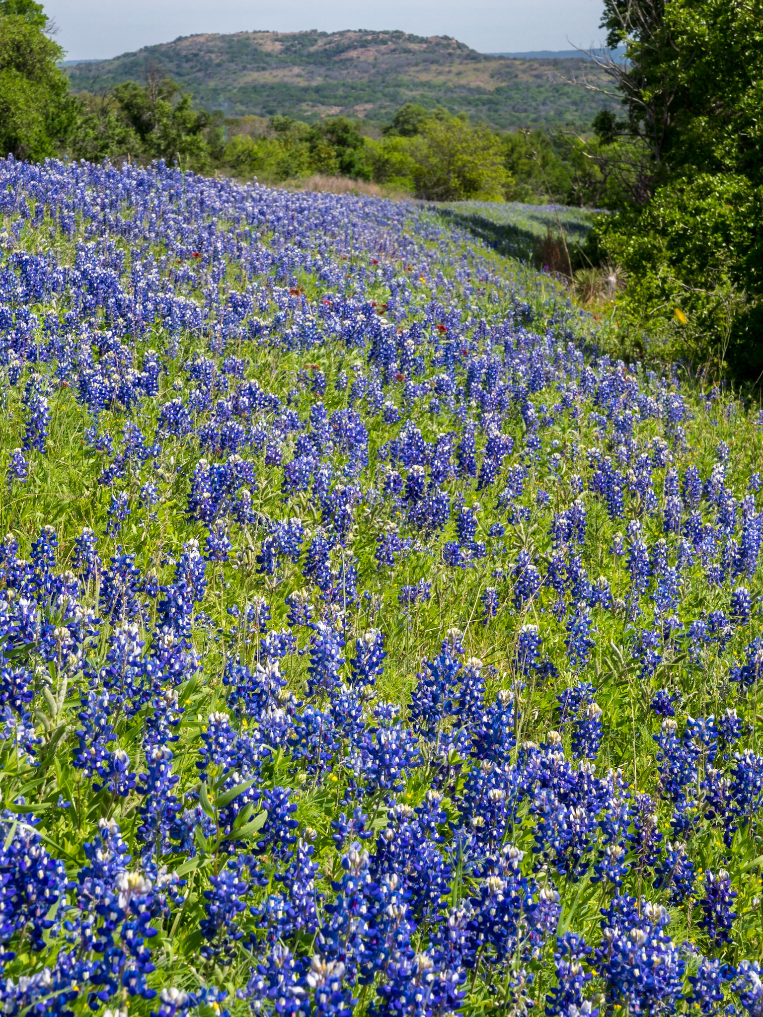 Carpet of Blue