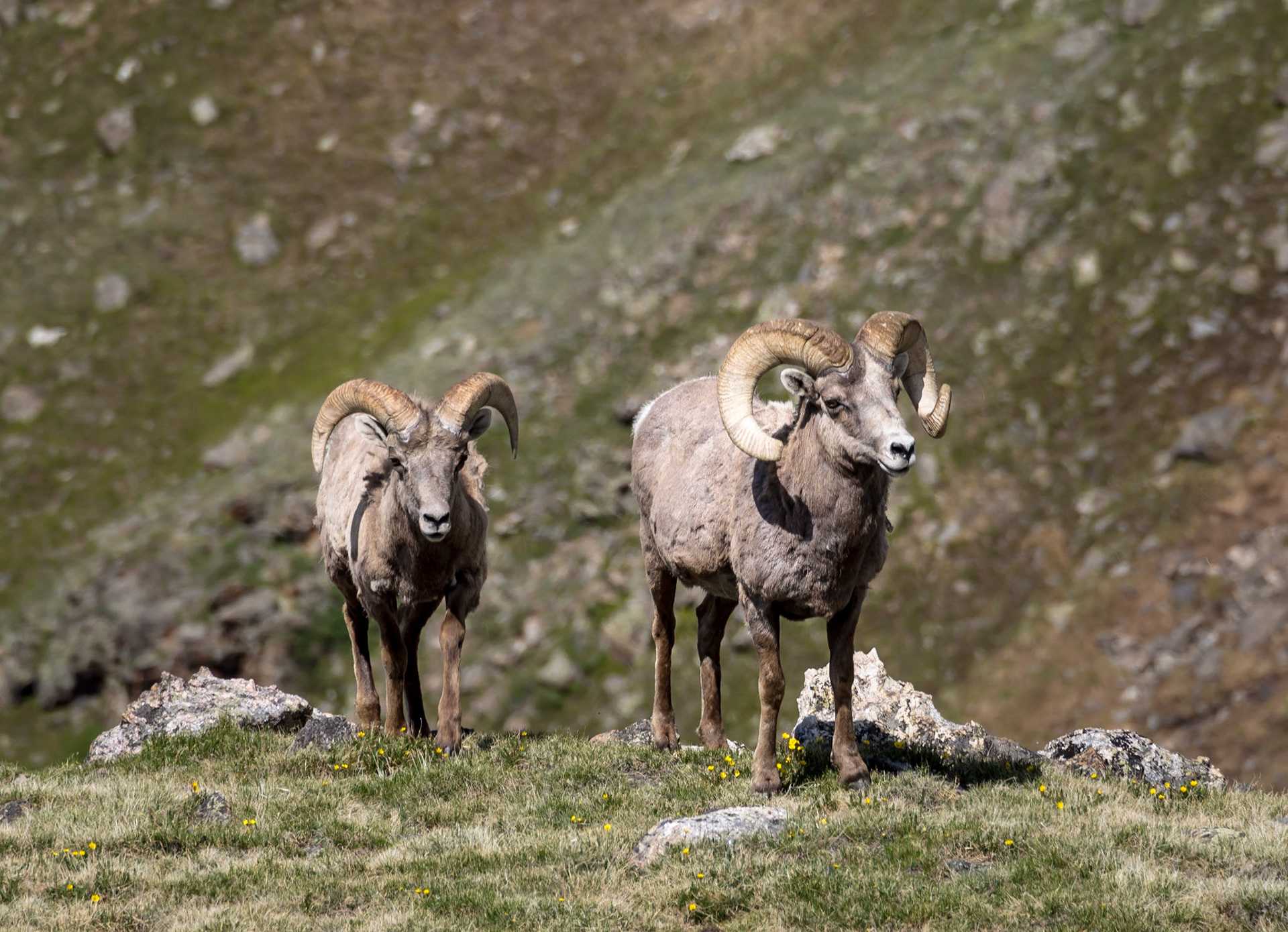 Bighorn Sheep