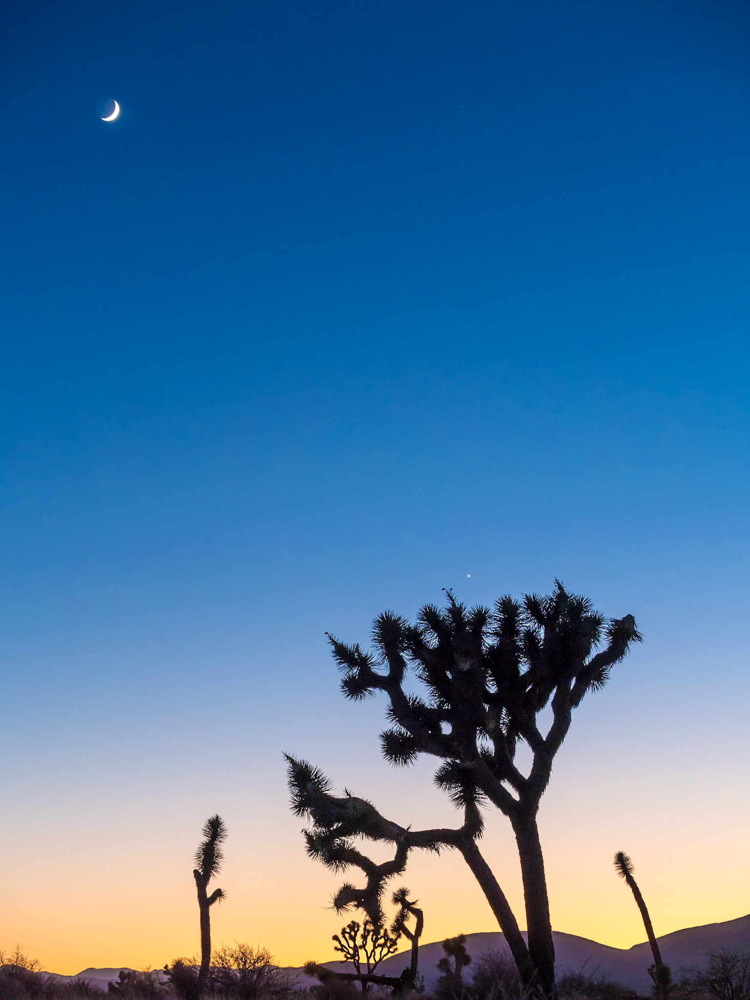 Crescent Moon Over Joshua Trees