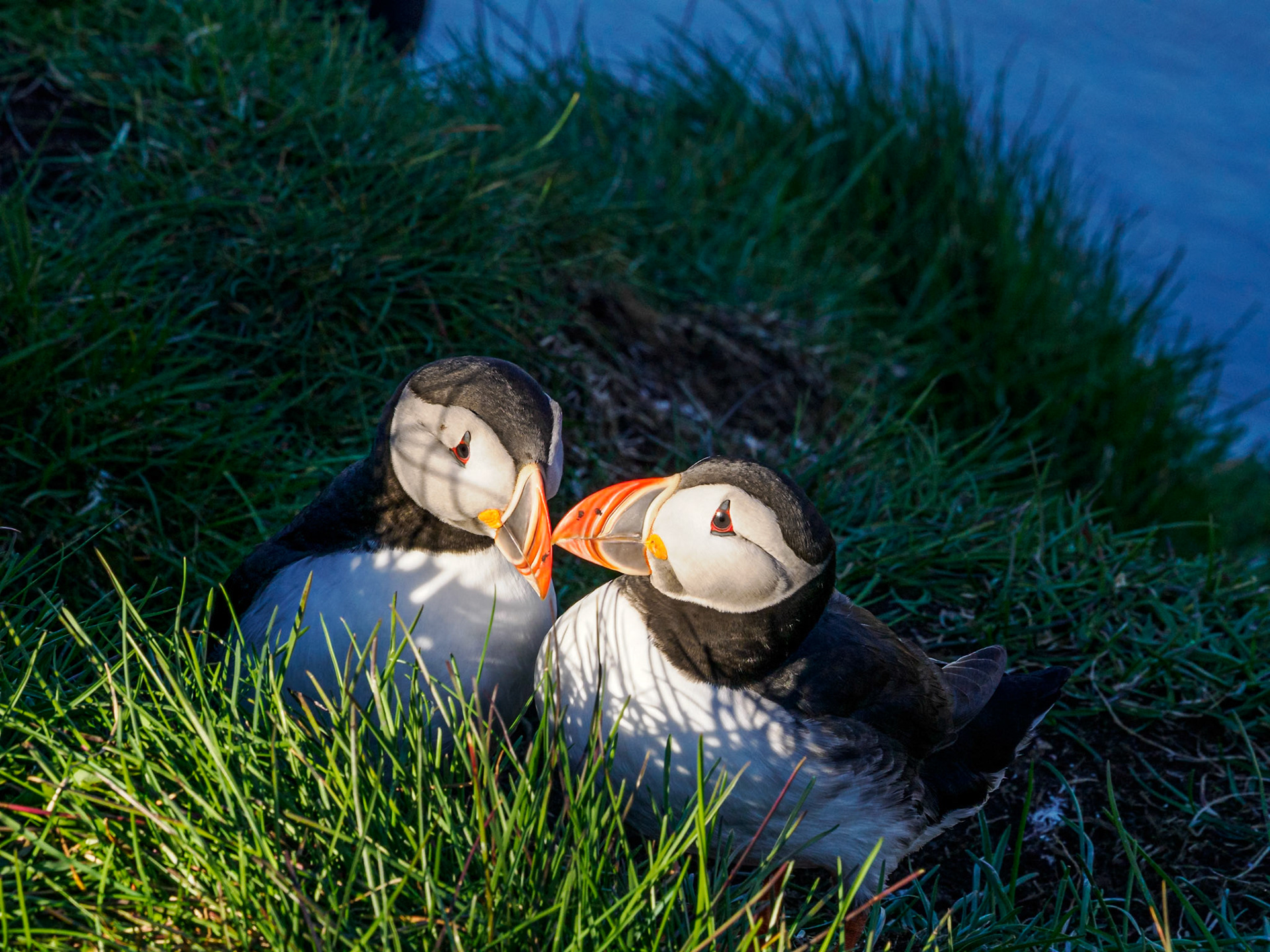 Puffins in Borgarfjörður
