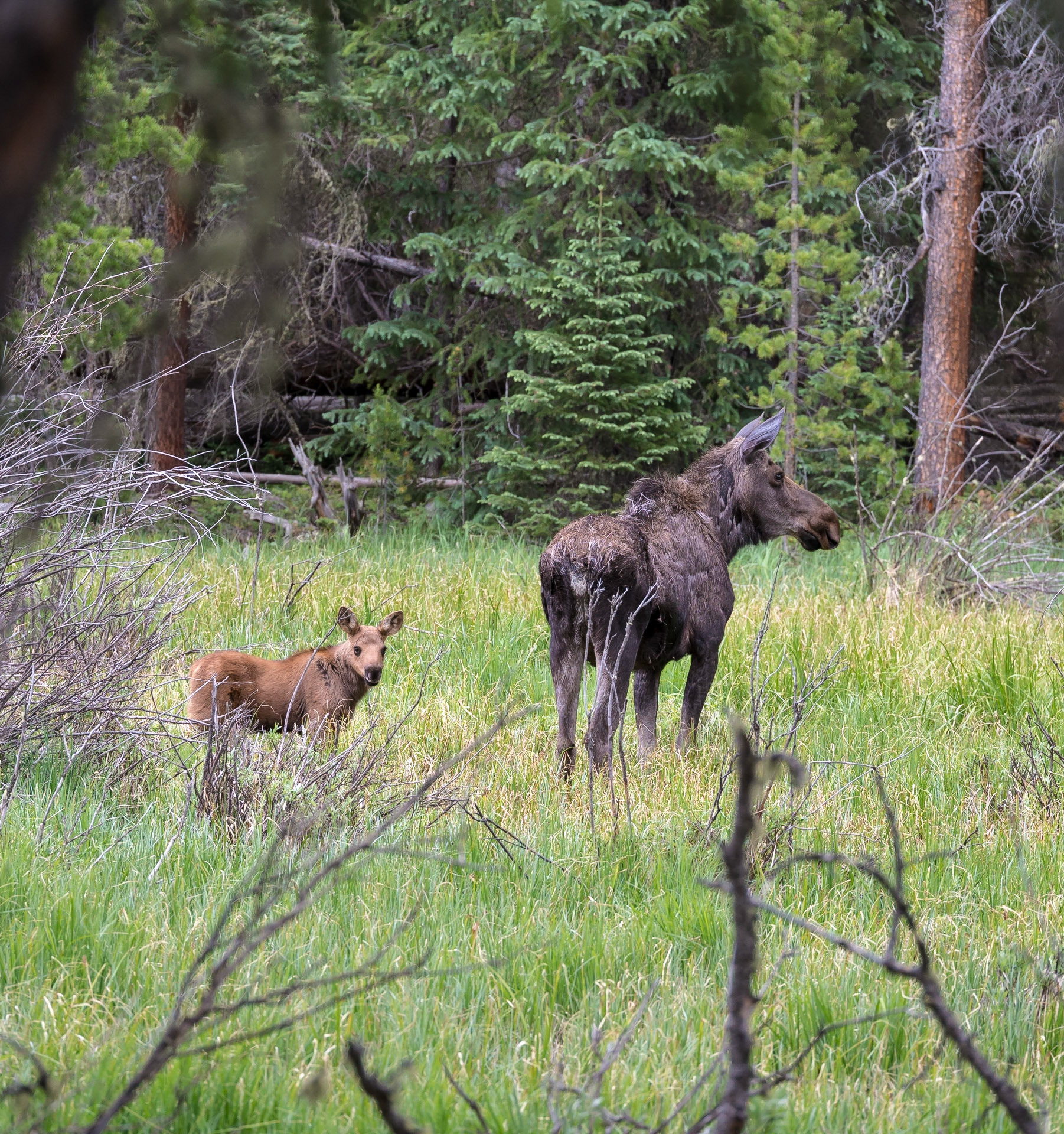 Mama and Baby Moose