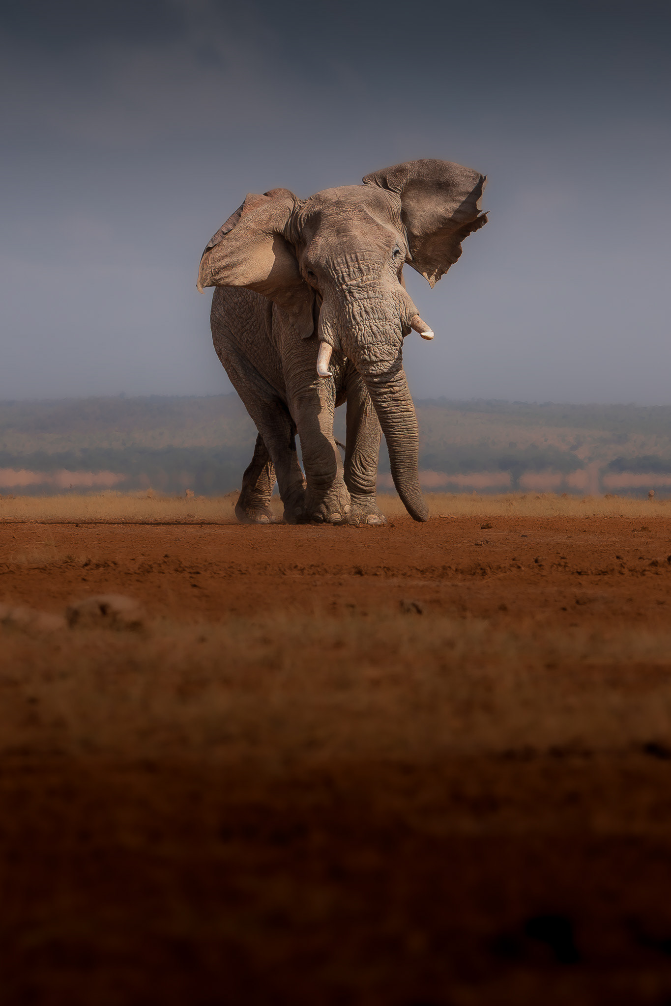 Amboseli