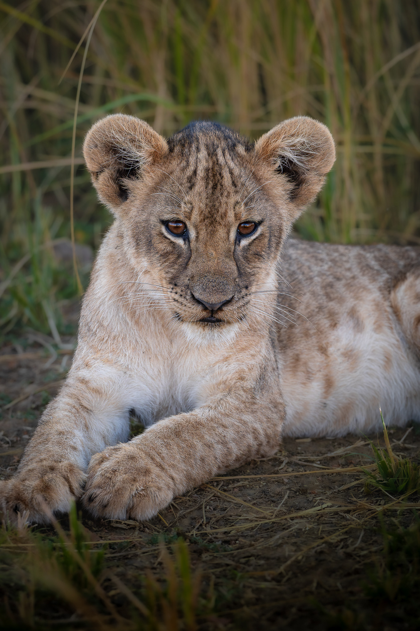 South Luangwa