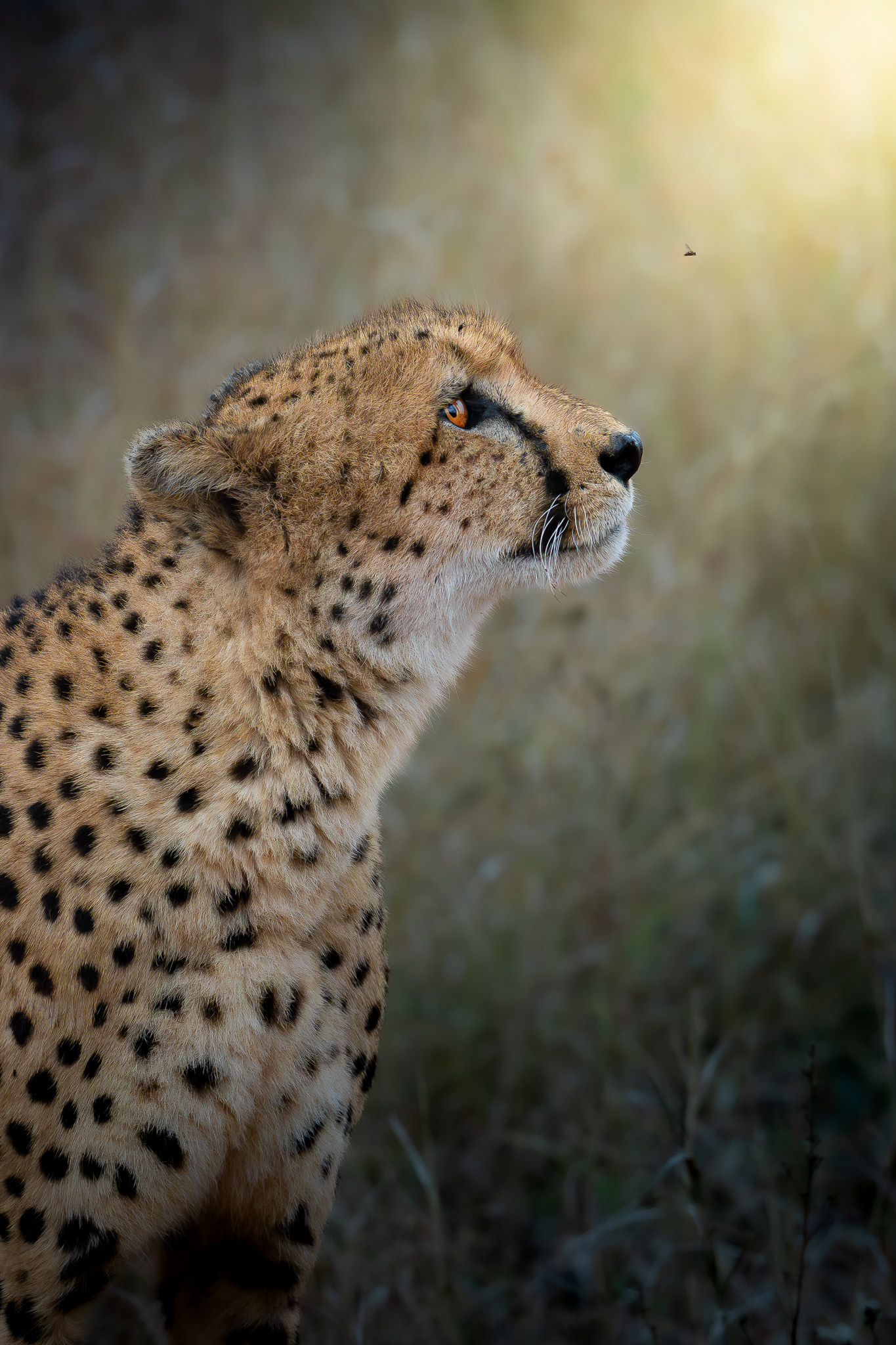 Timbavati