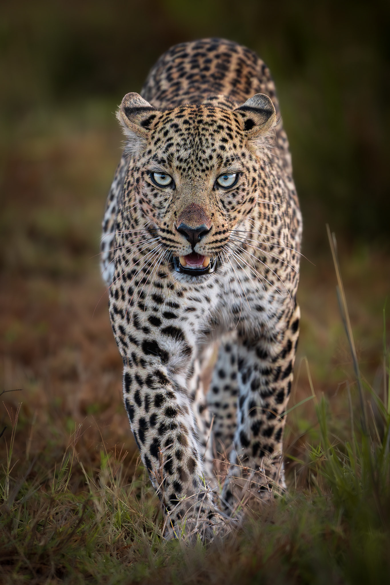 Maasai Mara