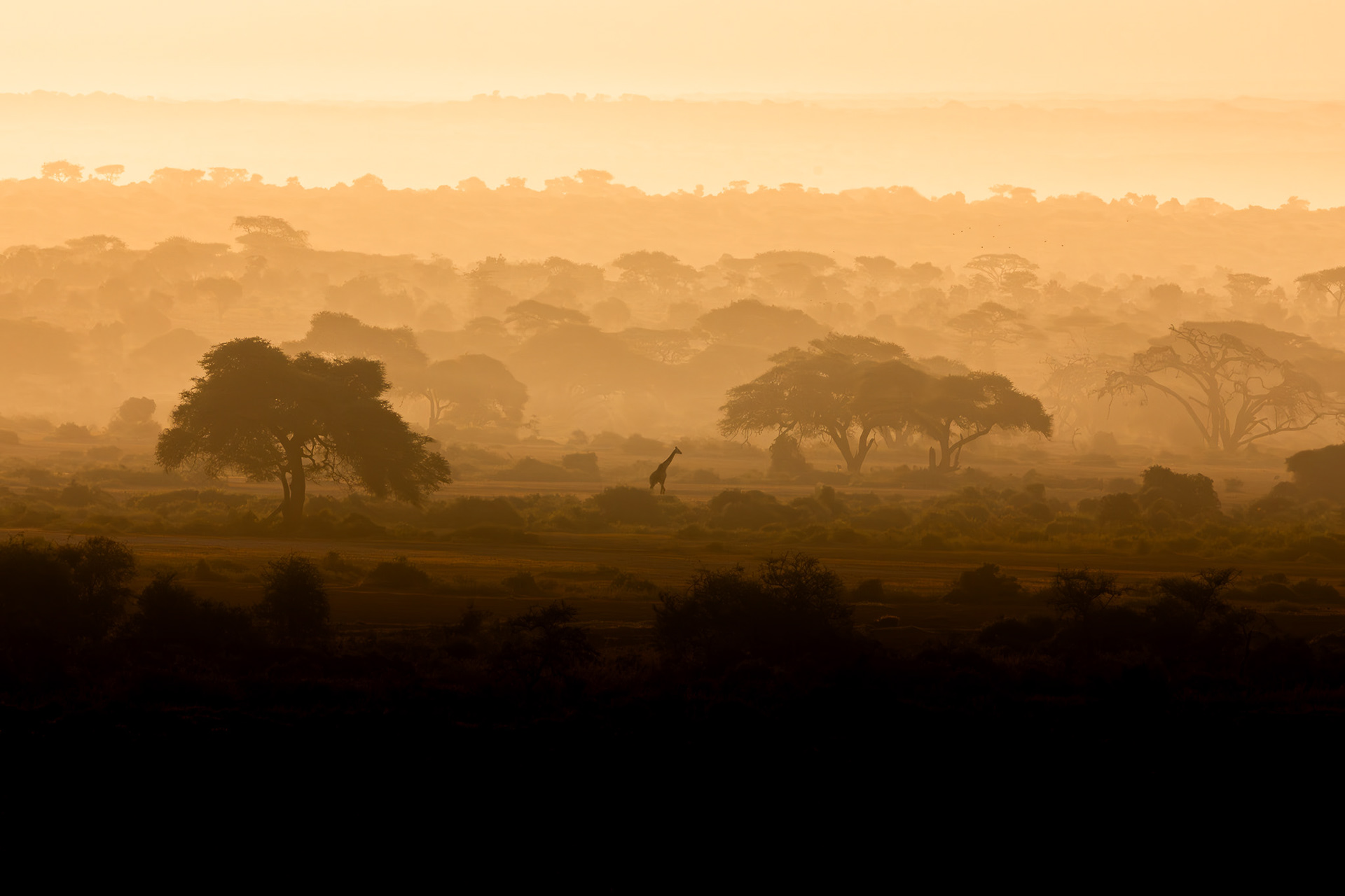 Amboseli