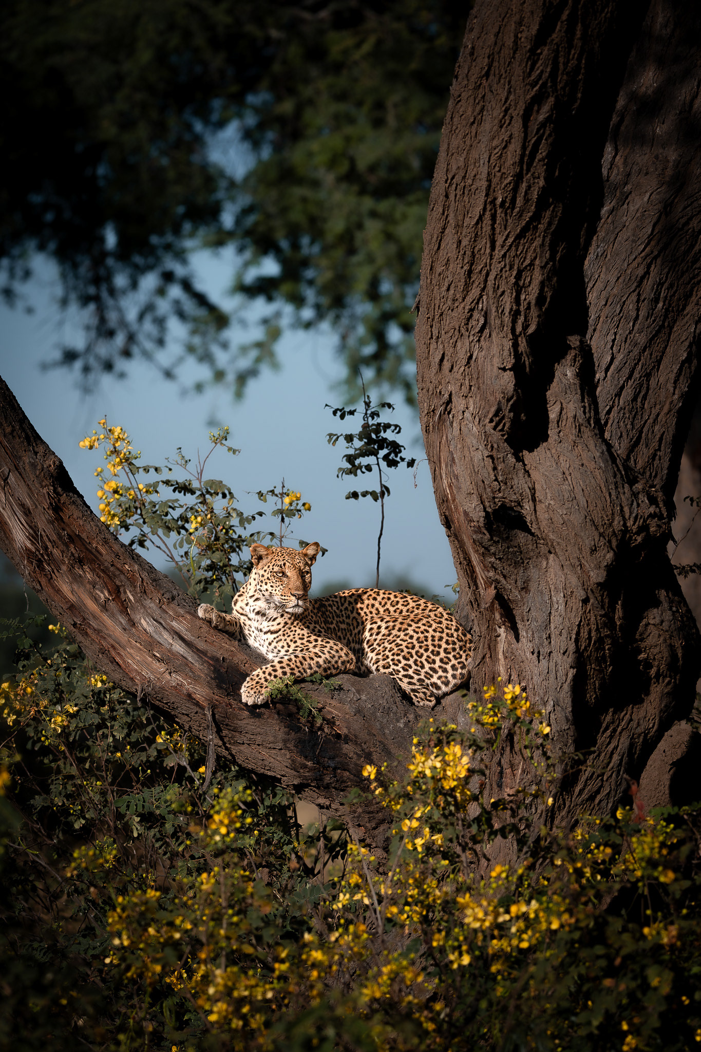 Lower Zambezi