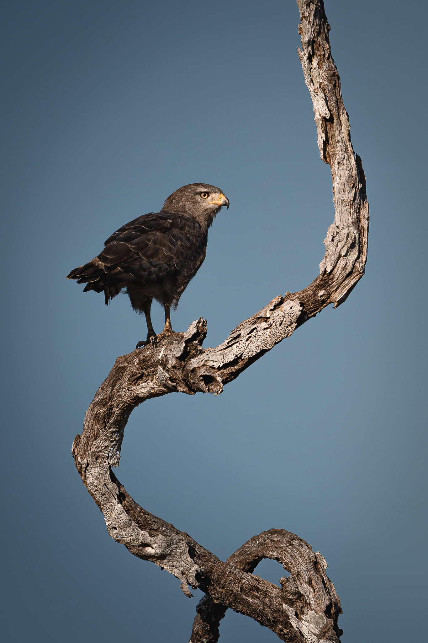 South Luangwa