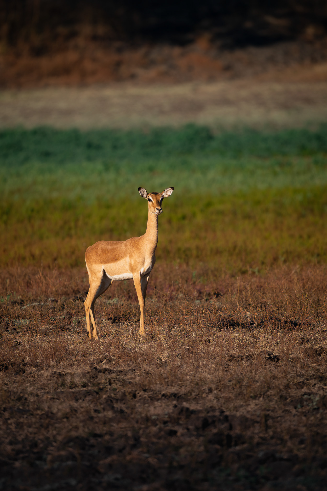 South Luangwa