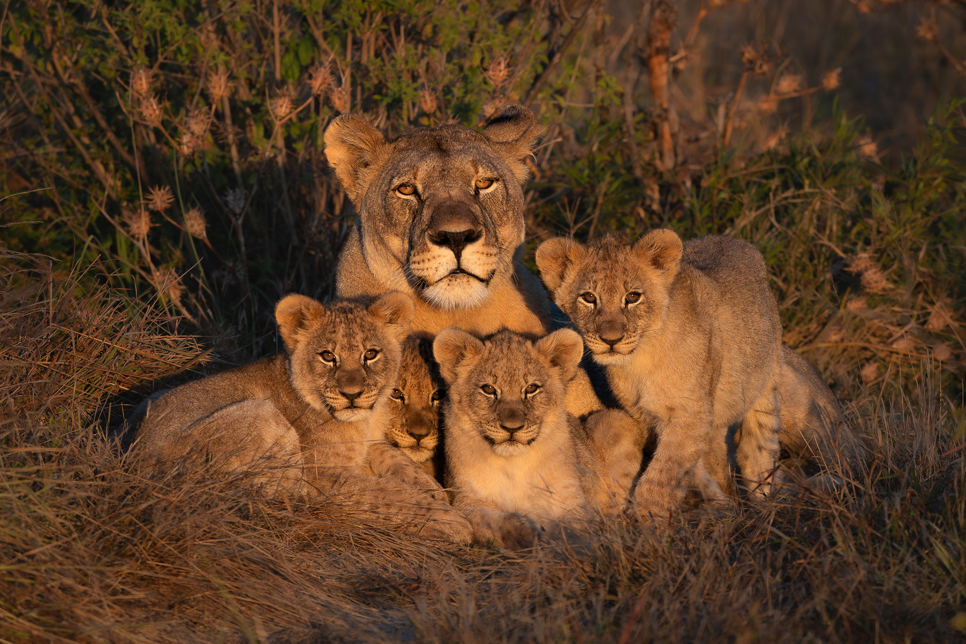 Madikwe