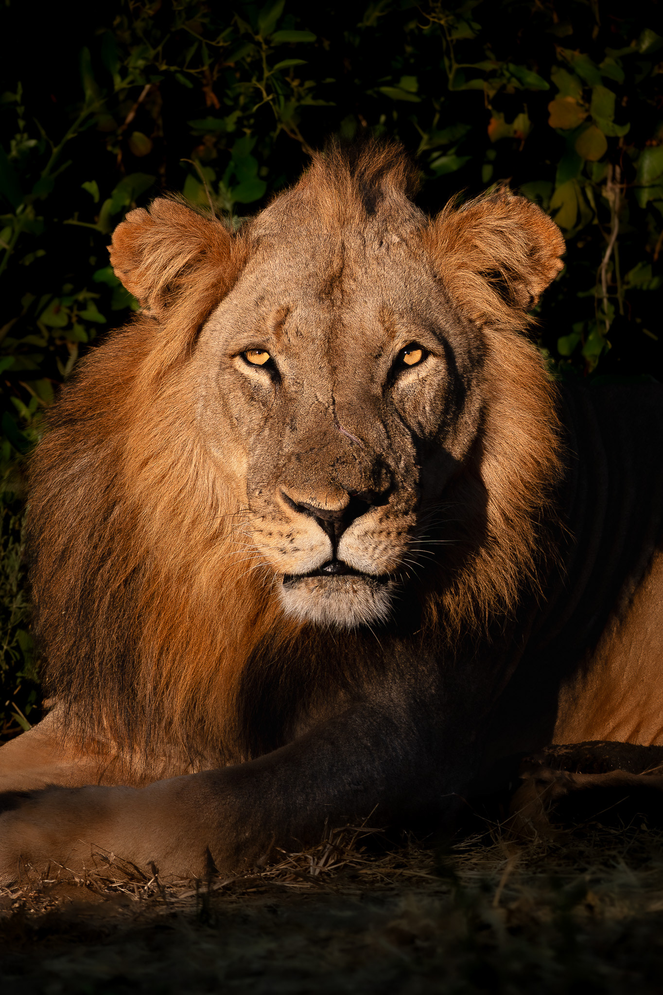 Lower Zambezi