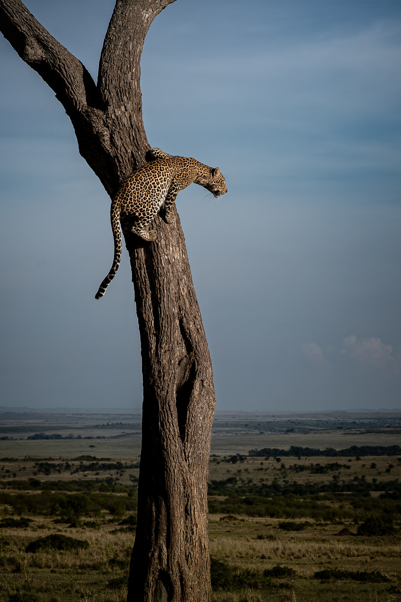 Maasai Mara