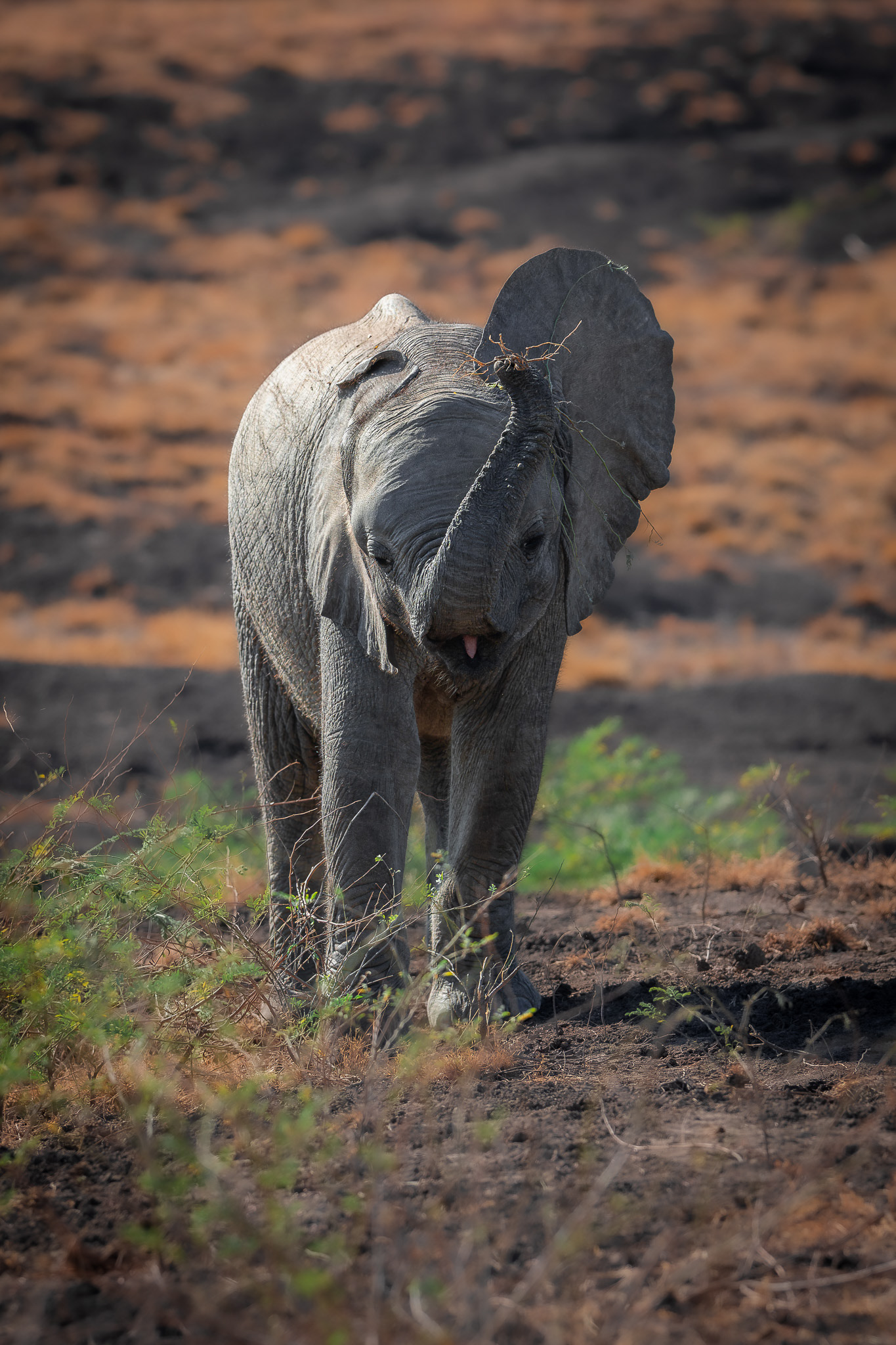 South Luangwa
